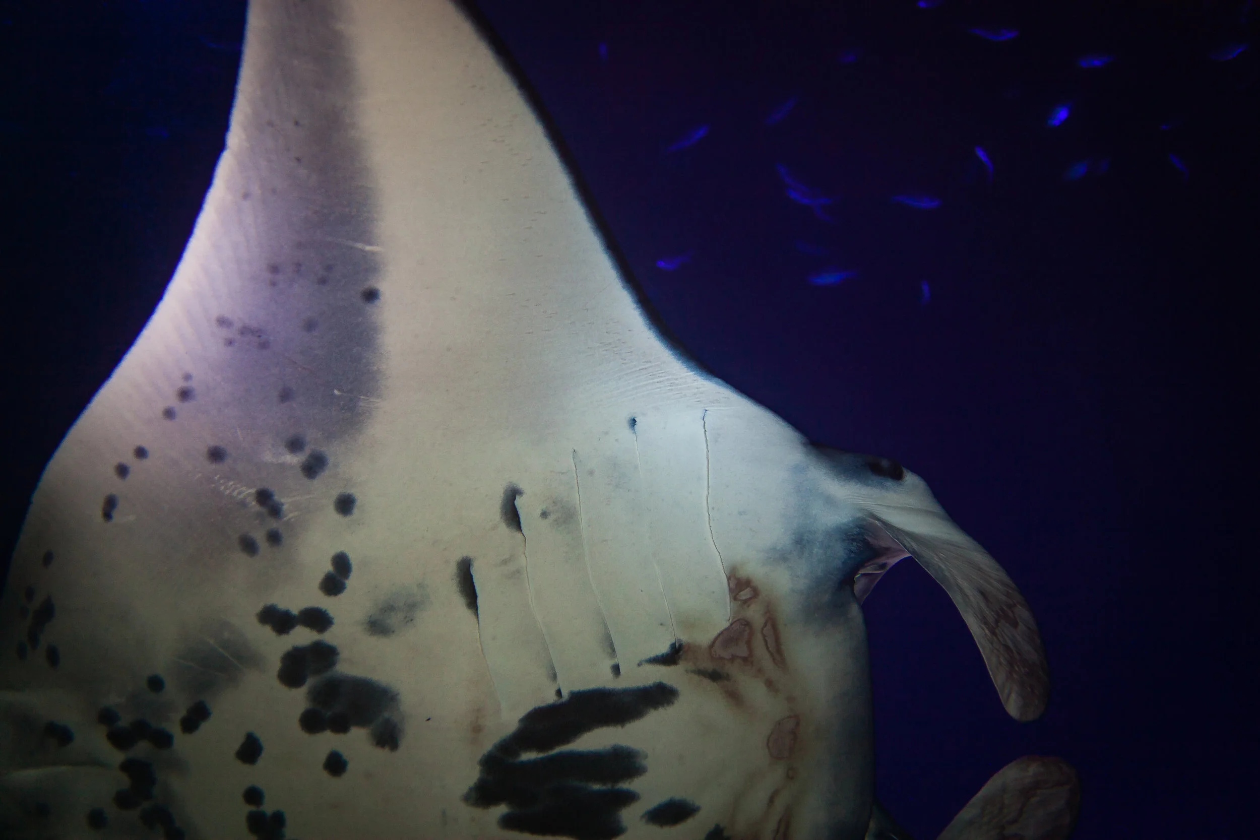 When shooting Mantas with a 50mm lens... Anyway, the markings on the belly of a Manta help identify them since no two Mantas have the same markings. There's a data base for the Mantas spotted off Kona but I'll admit I've been too lazy to look this one up... 