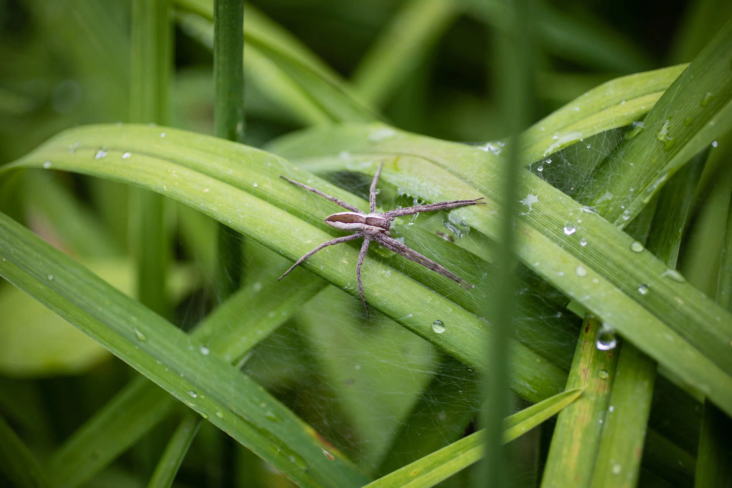 Garden spider