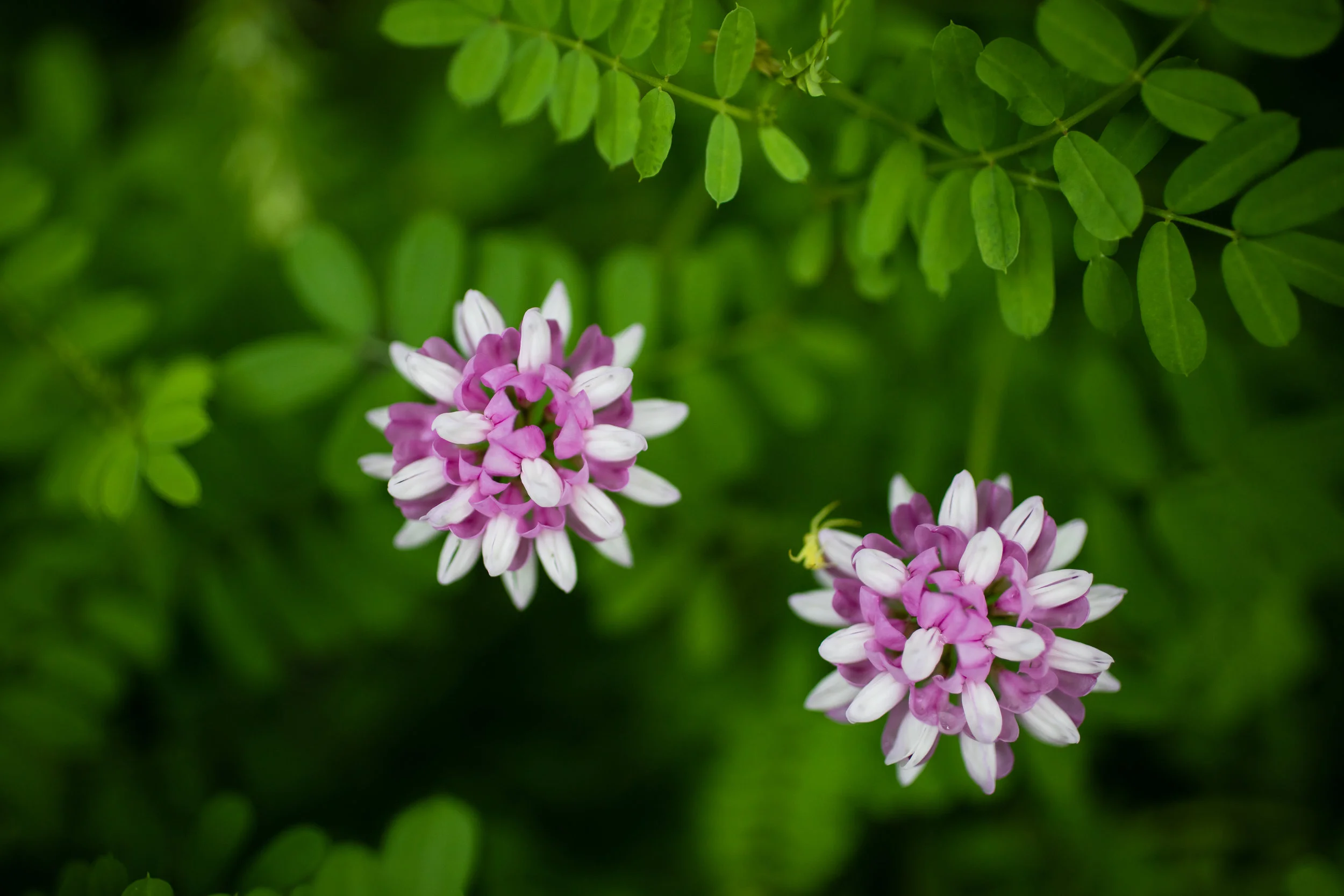 These were weeds growing next to our driveway. 