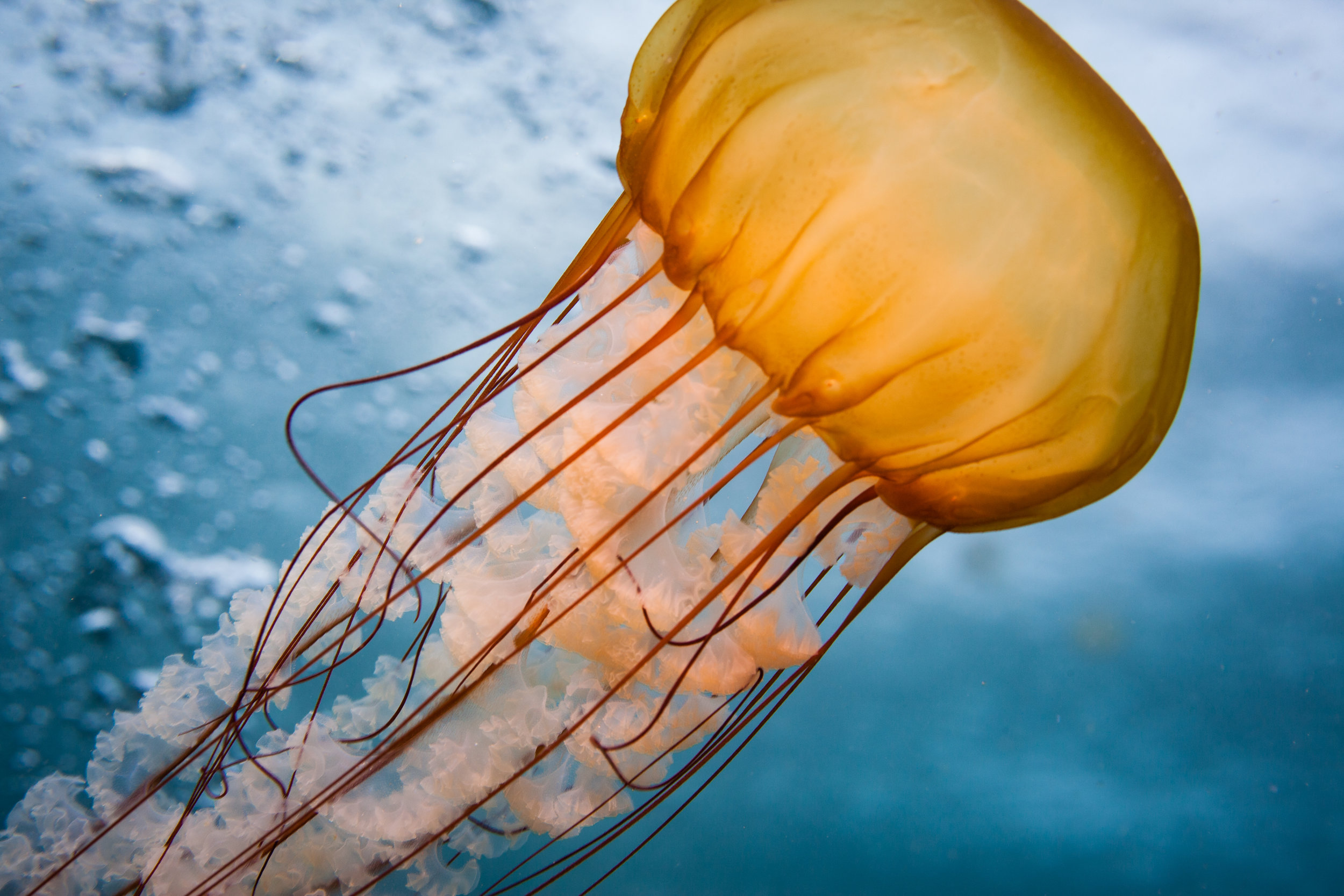 Sea Nettle