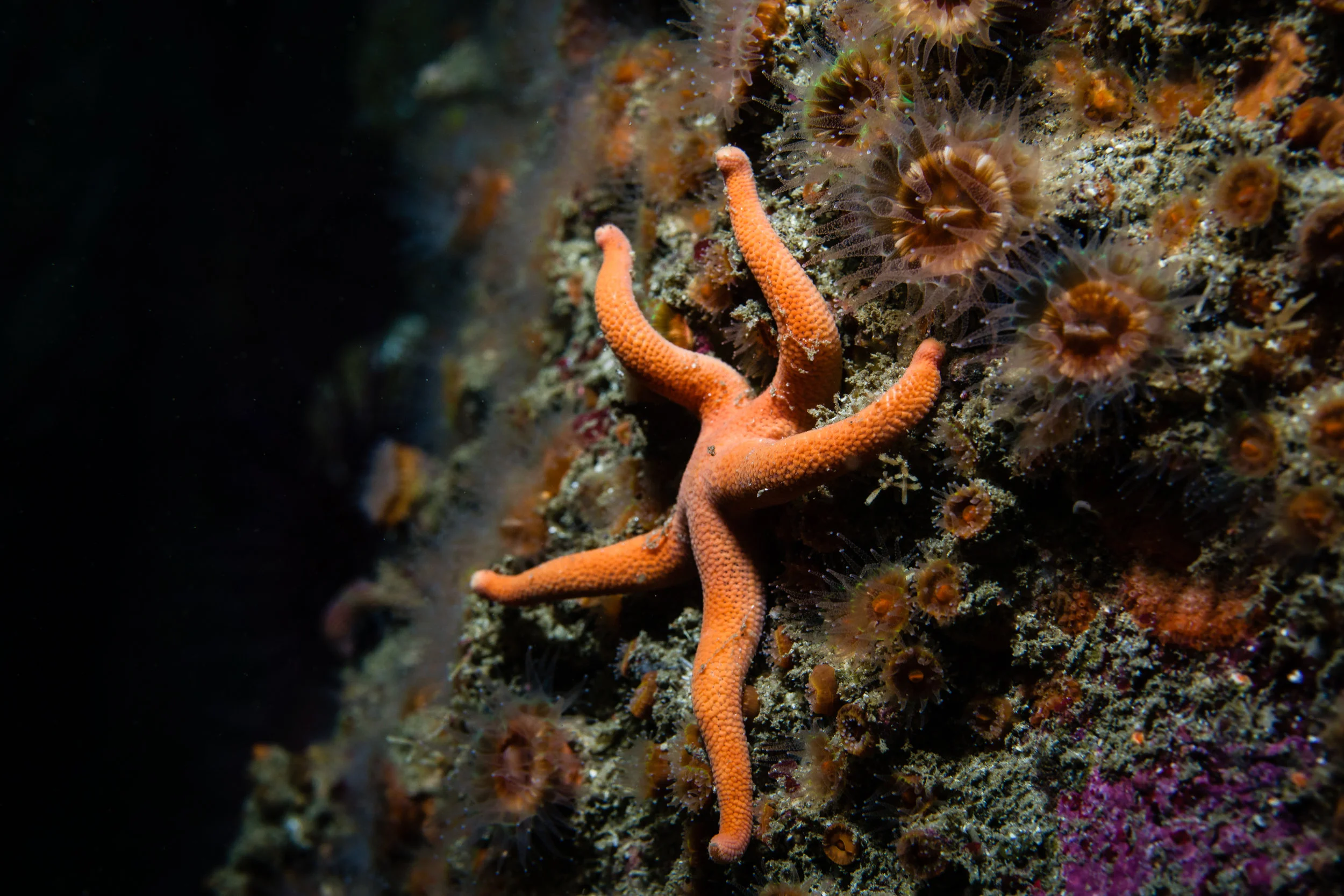 Sea Star