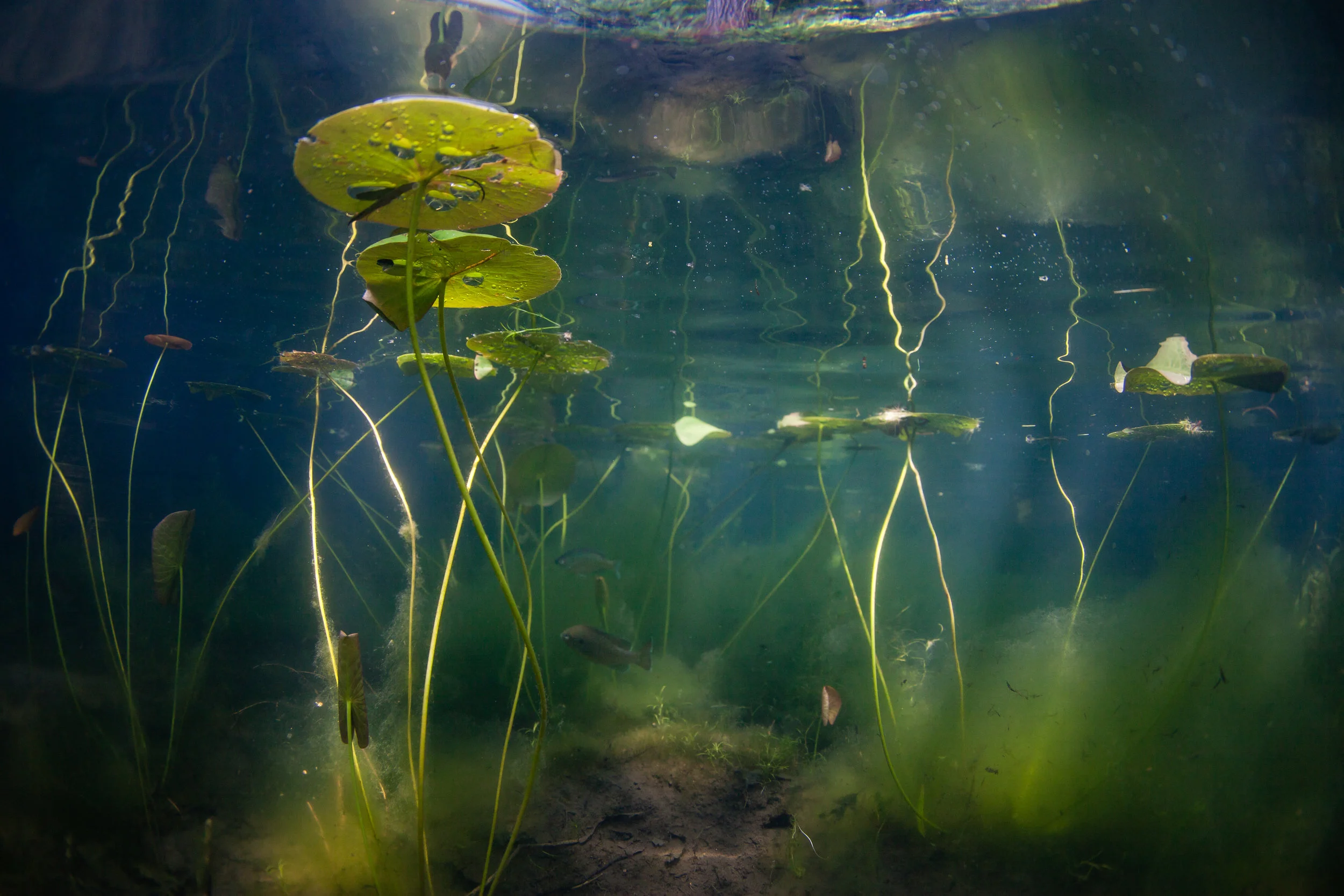 Lily Pads & Bubbles