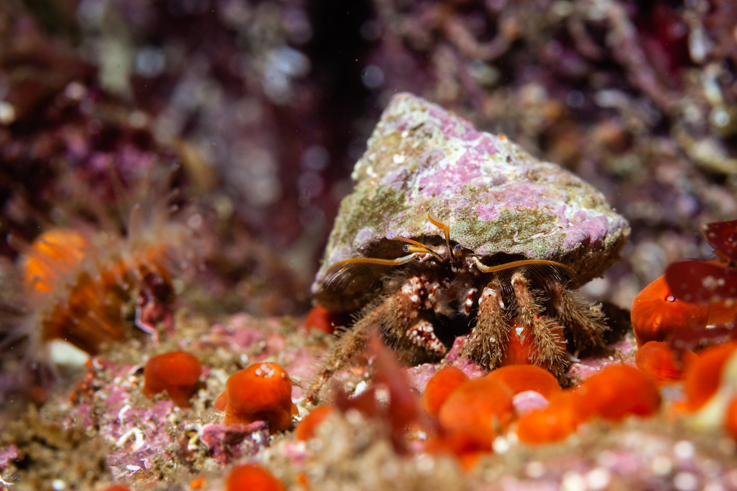 monterey08-18-0130.JPG