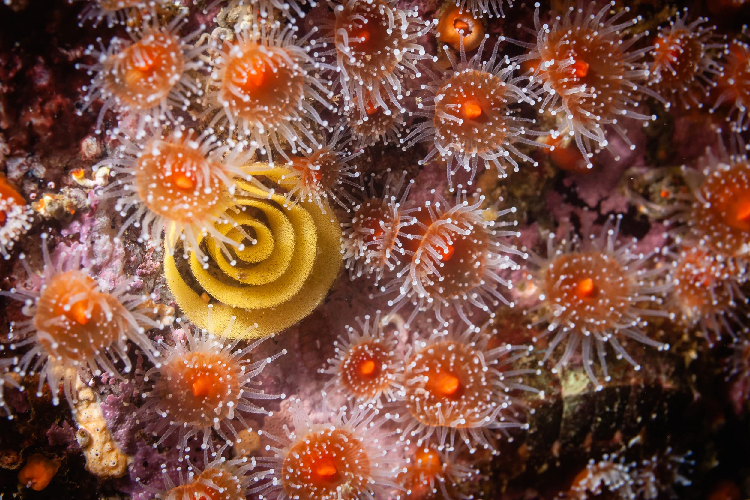 Sea Lemon Eggs