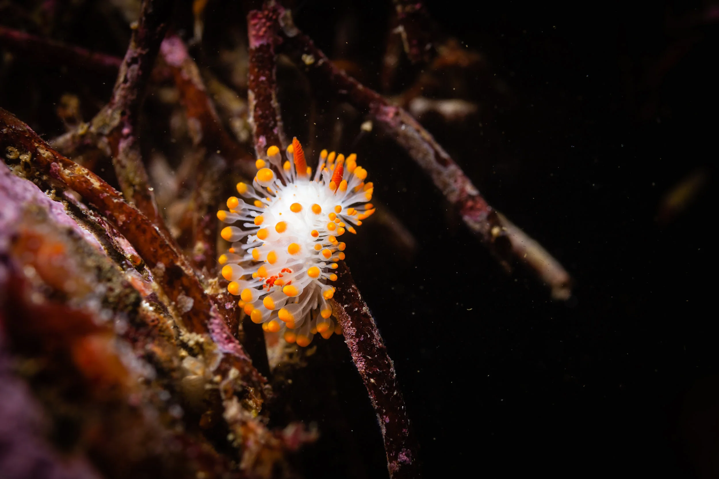 Cockrell's Nudibranch