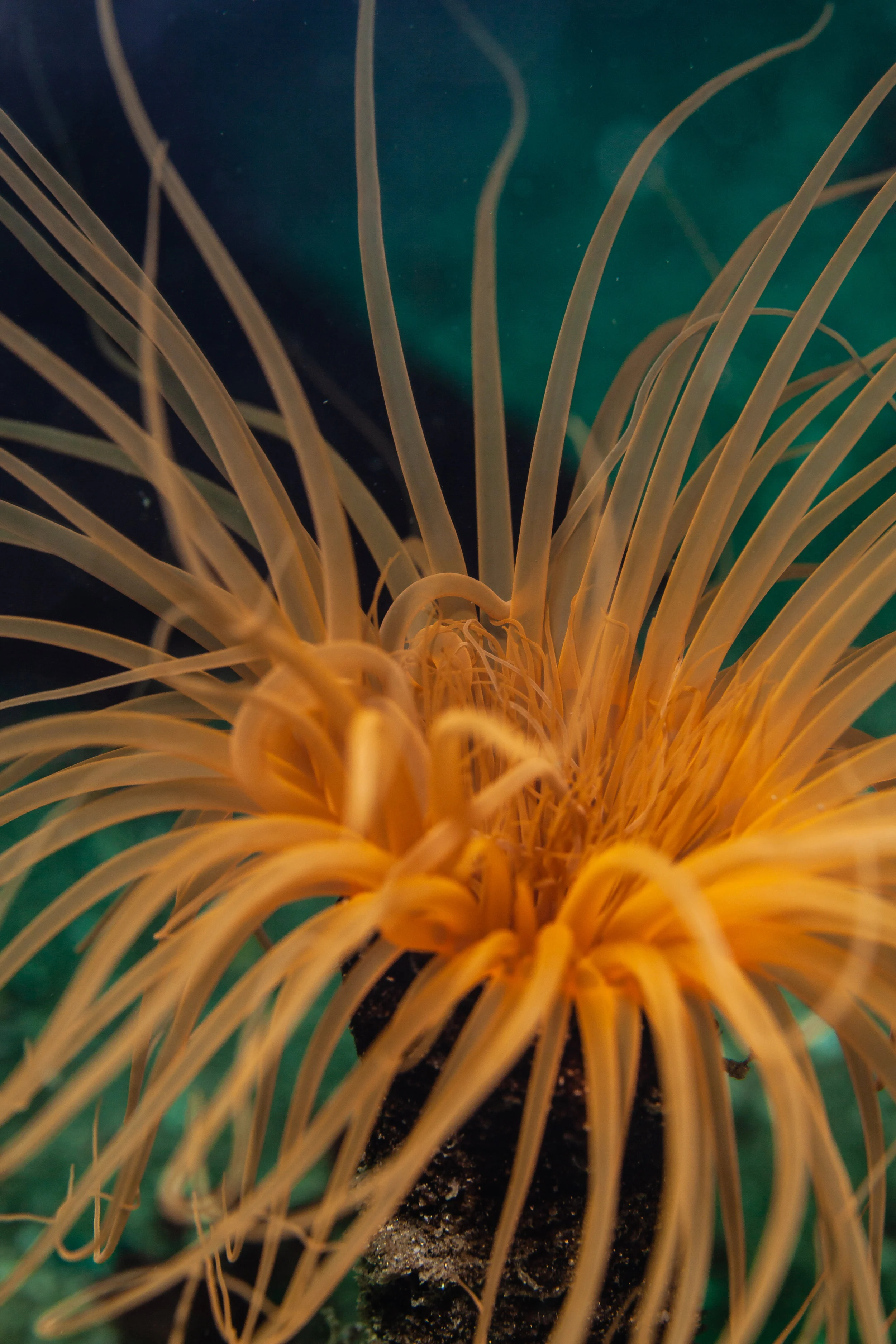 Tube Anemone