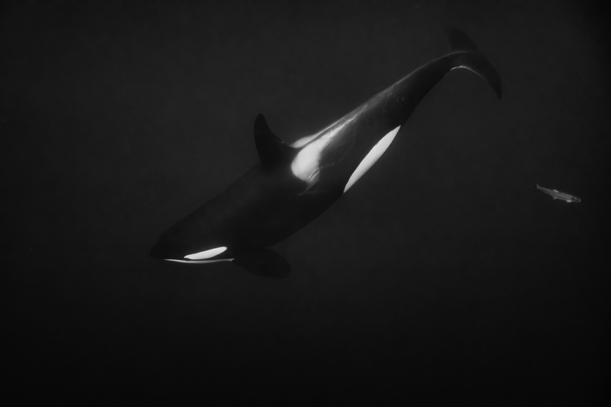 Orca with a fleeing herring