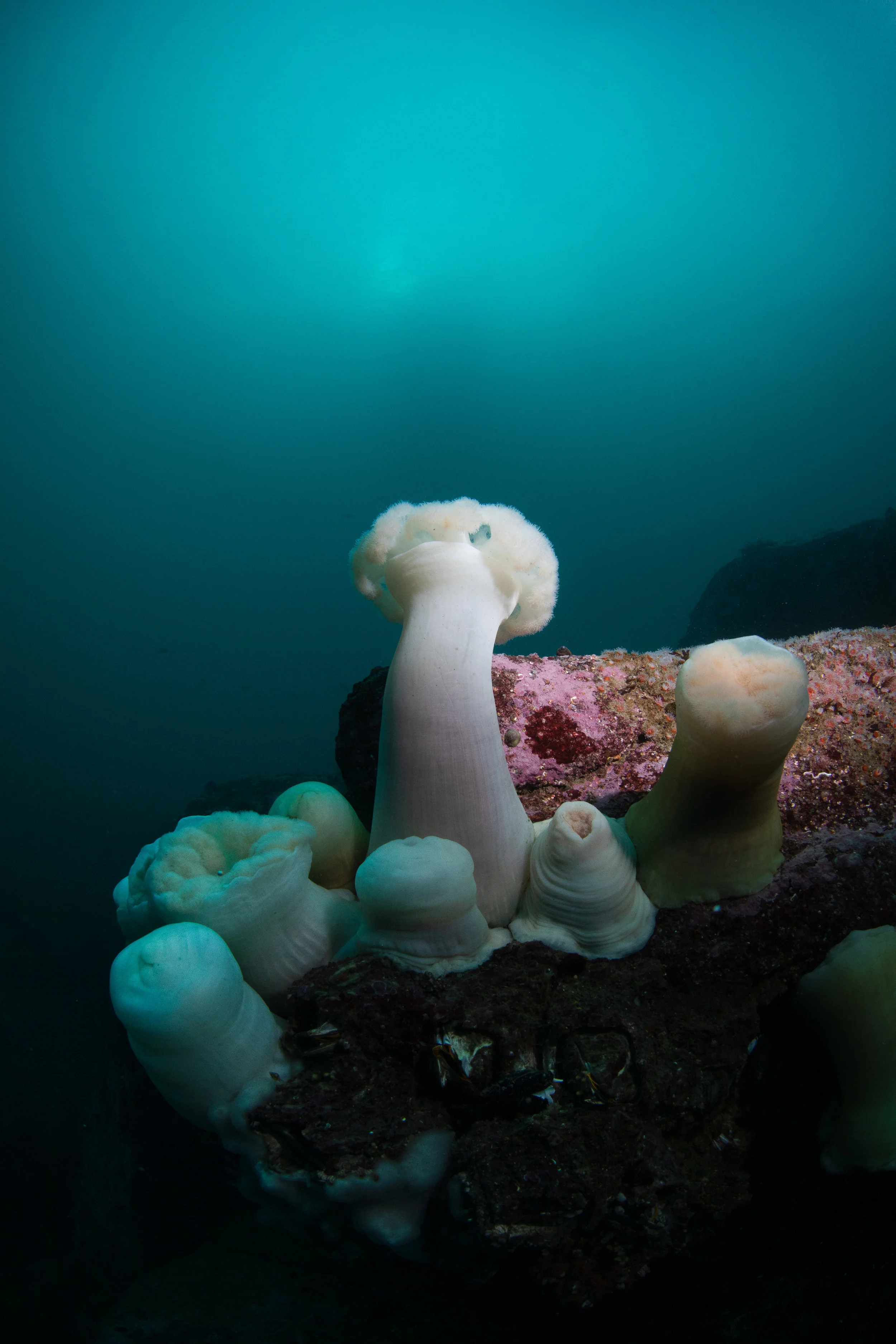 giant plumose anemone