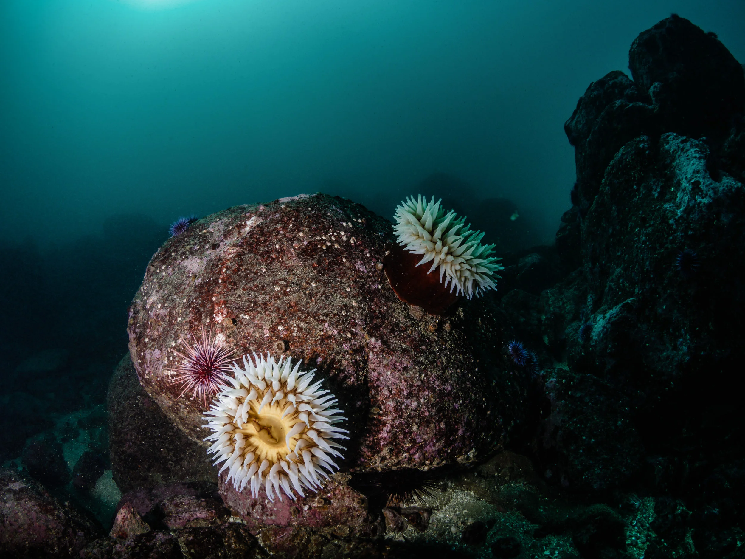 Fish Eating Anemones