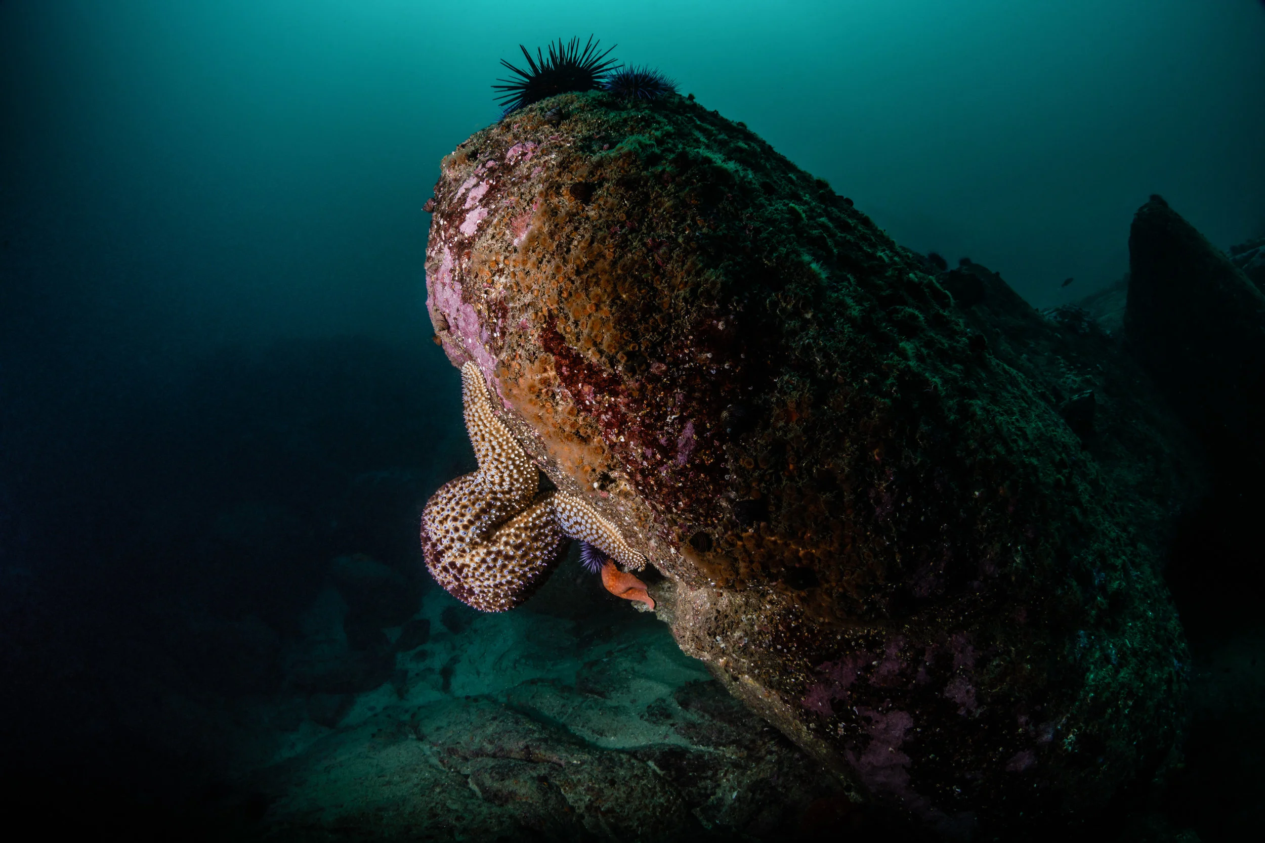 Giant Sea Star