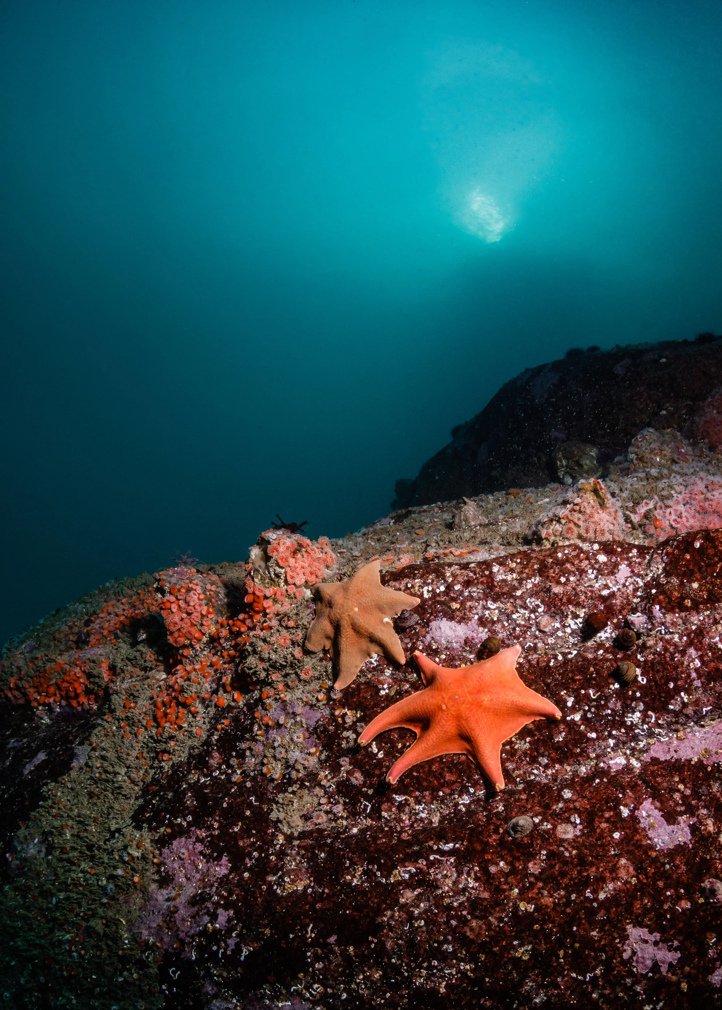 Sea Stars