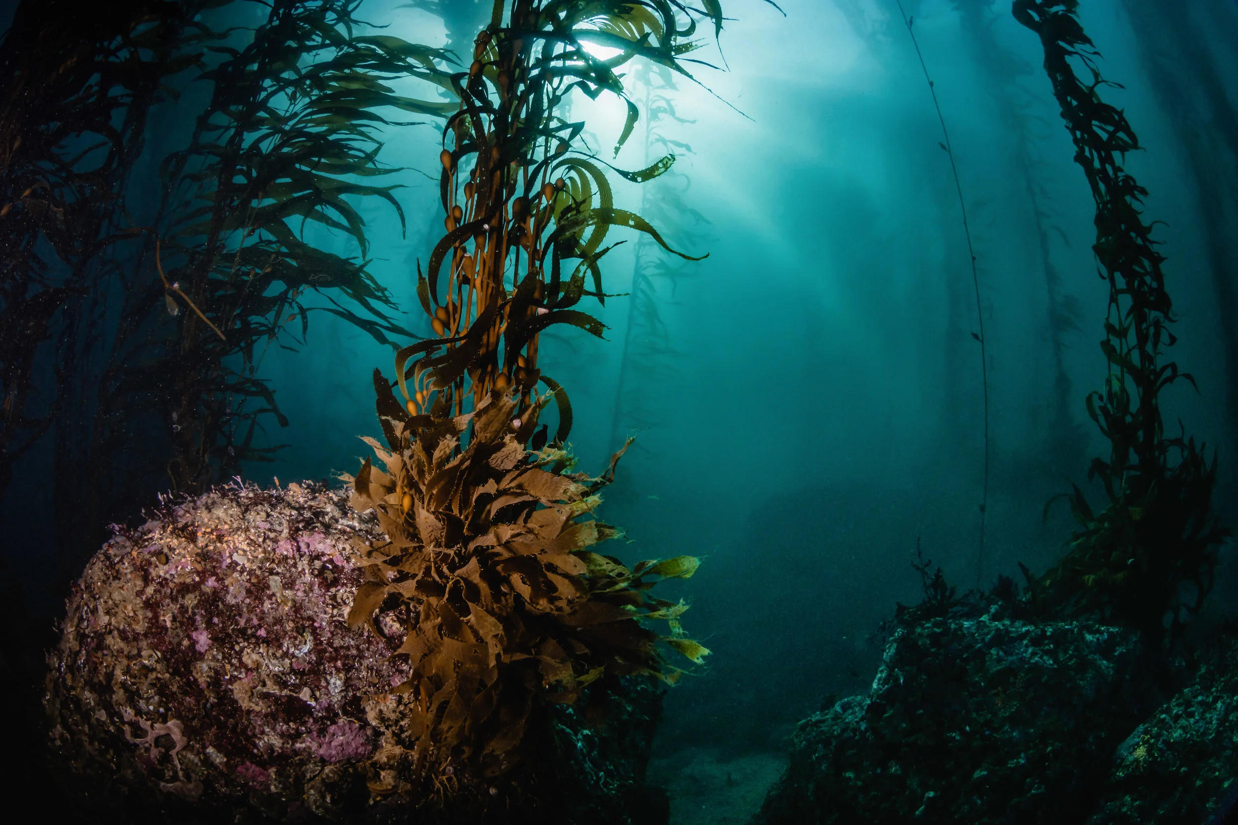 kelp forest