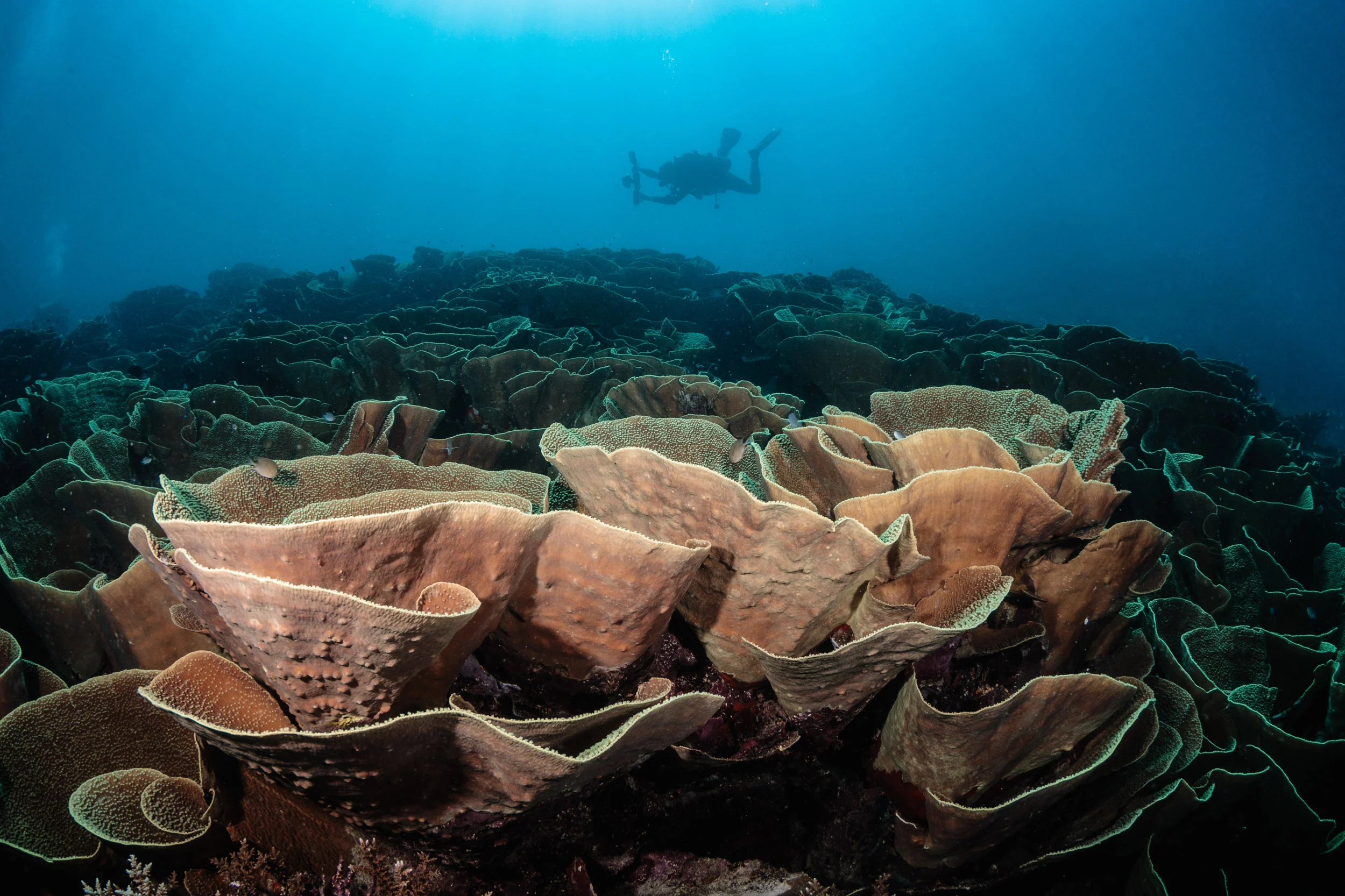Diver over Cabbage Patch
