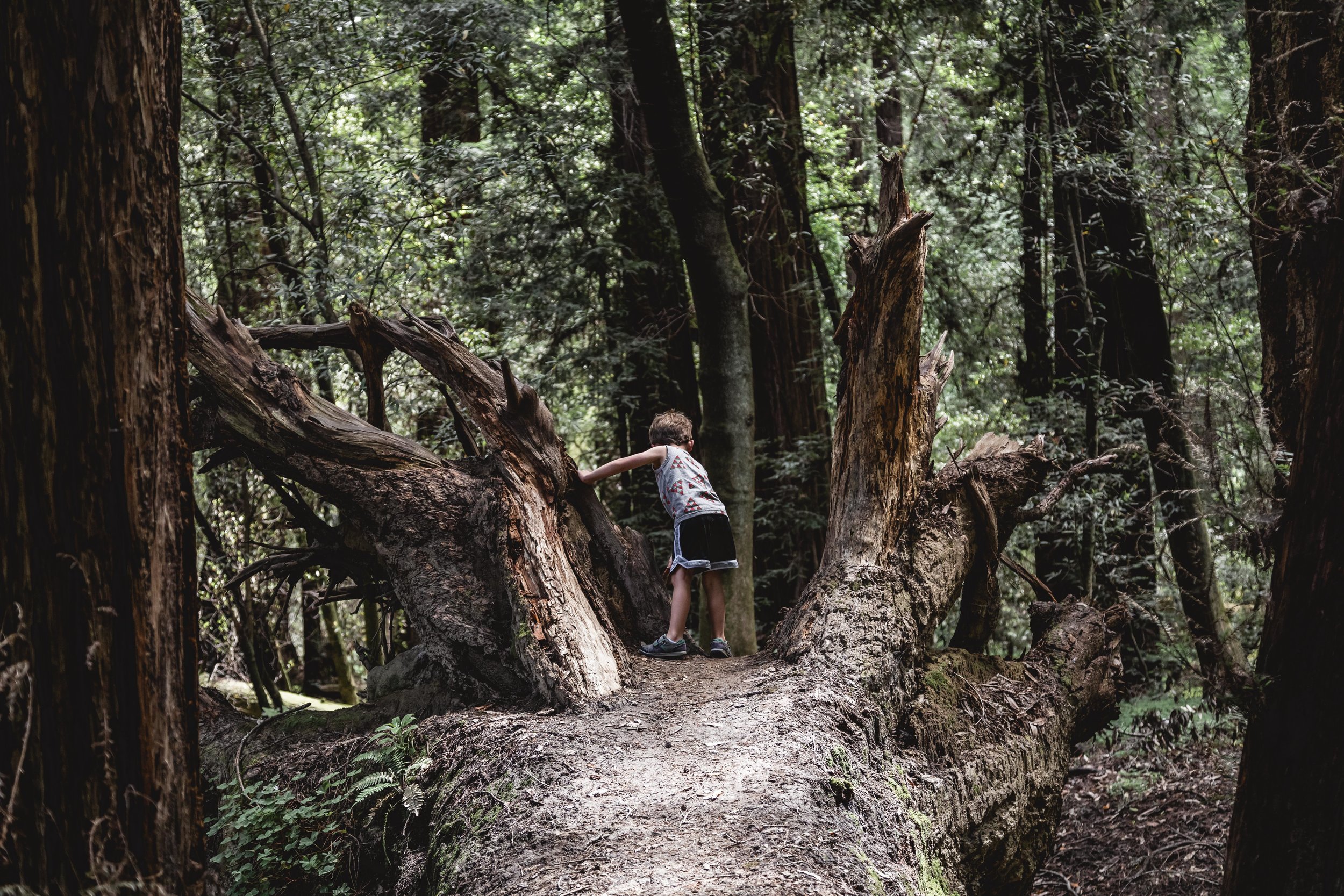 redwoods06-19-1734-2.JPG