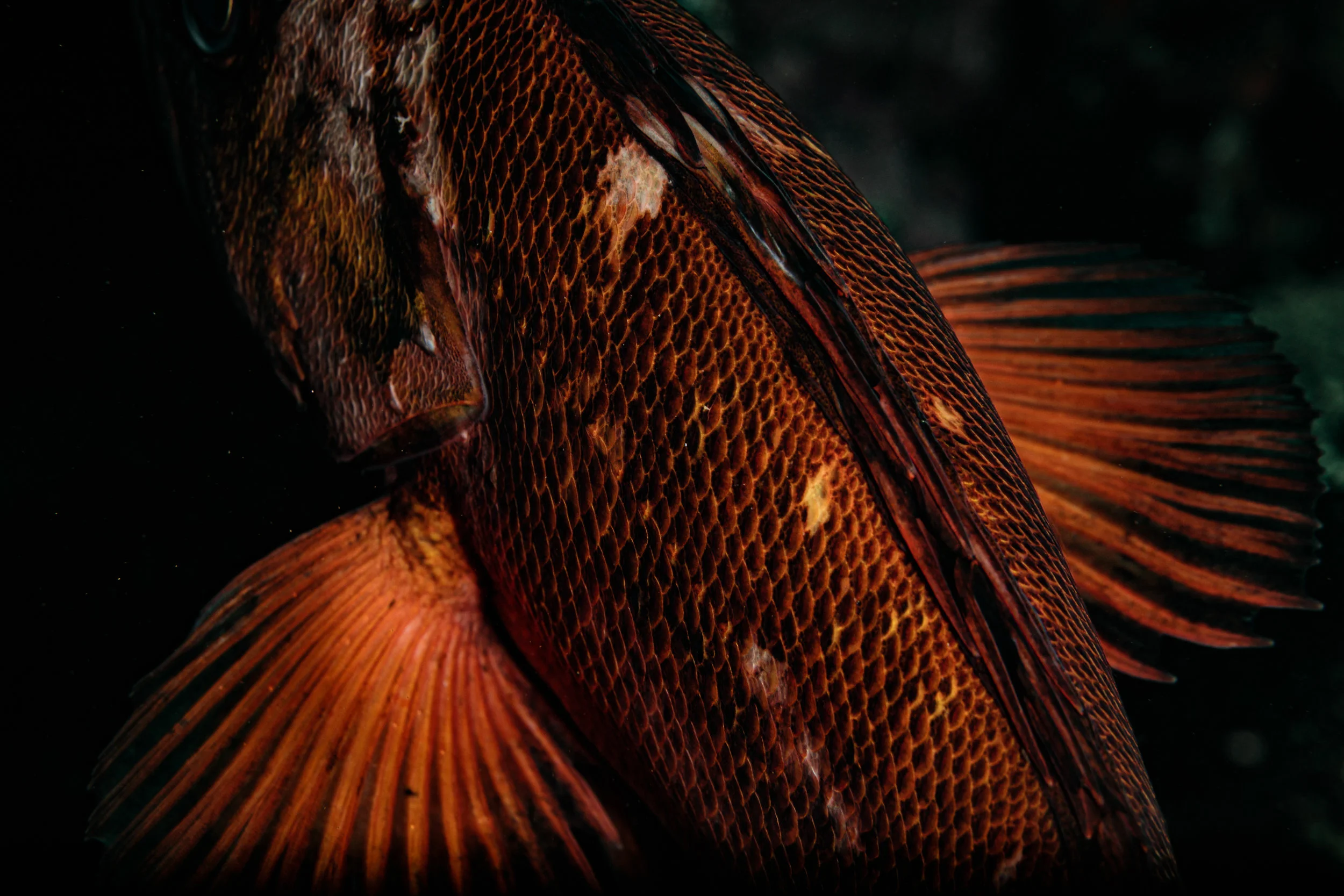 Rockfish Detail