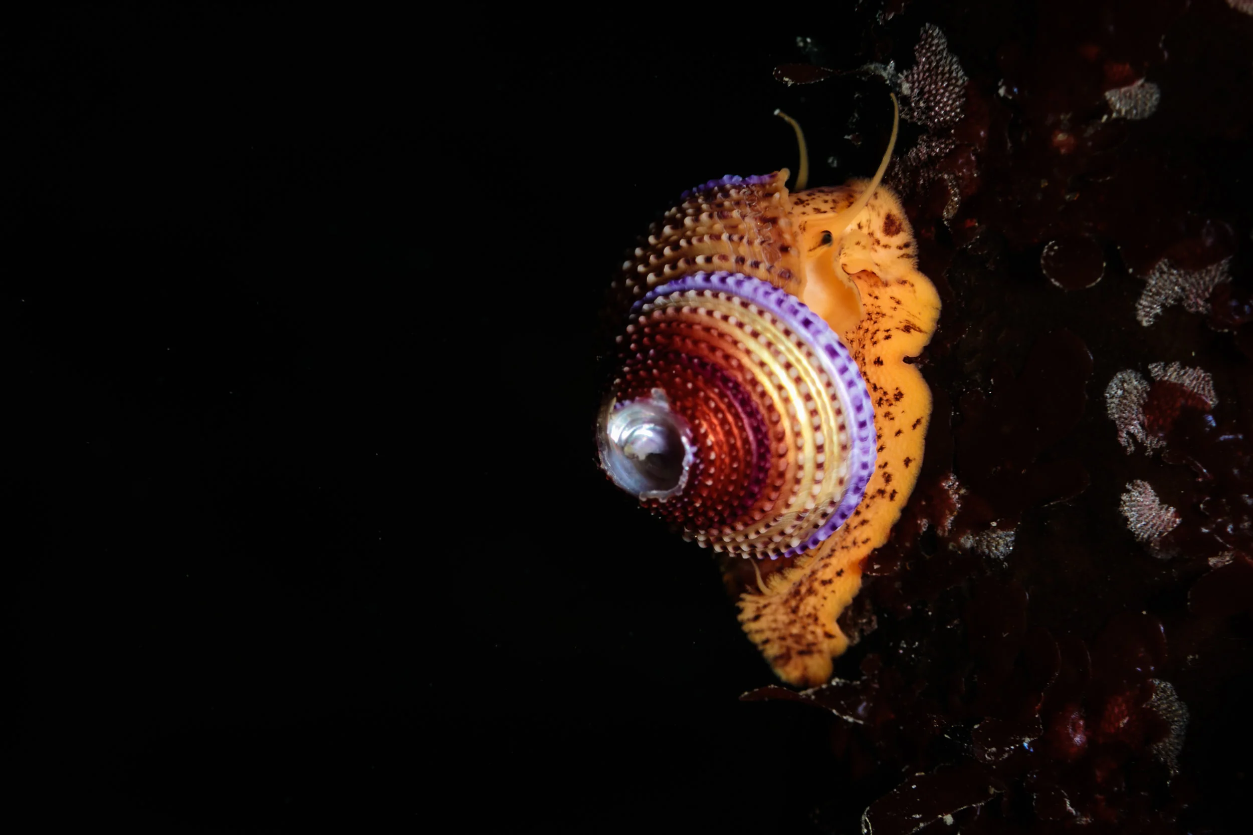 Purple-Ringed Topsnail