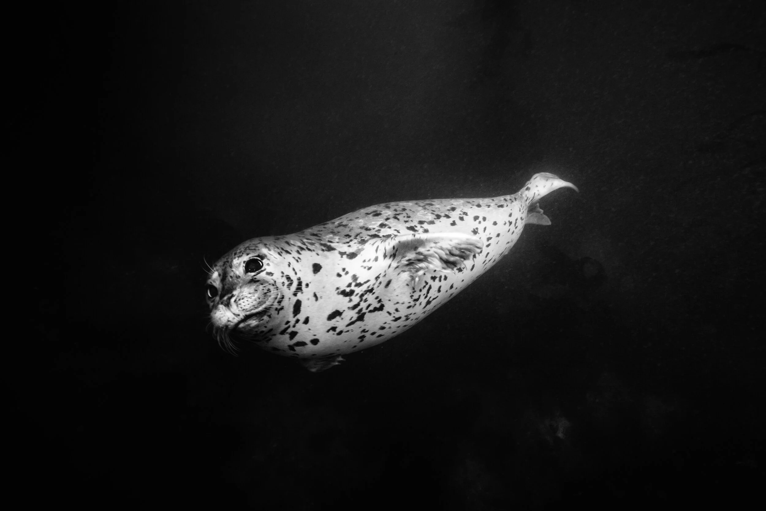 Friendly Harbor Seal