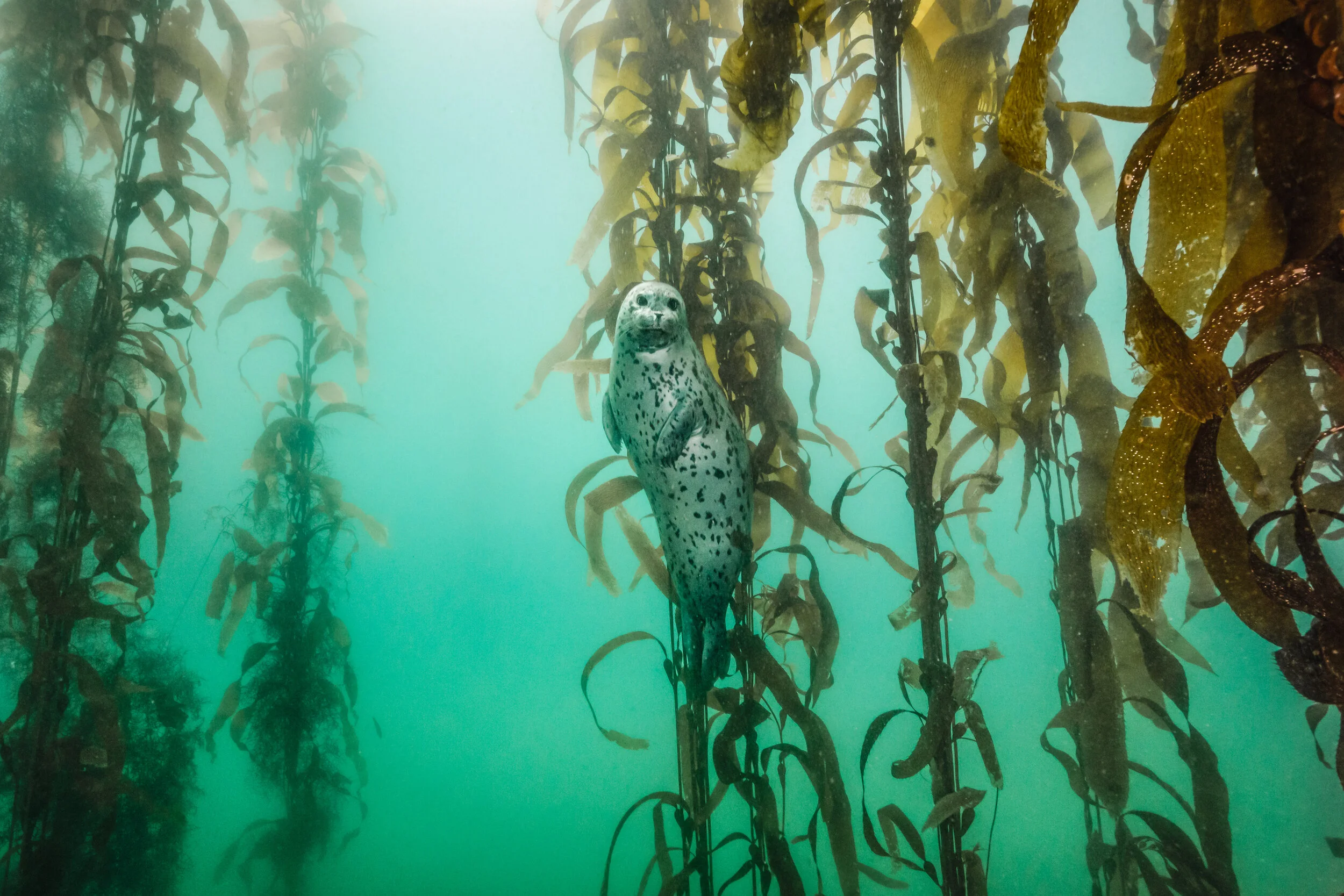Harbor Seal in Kelp Forest