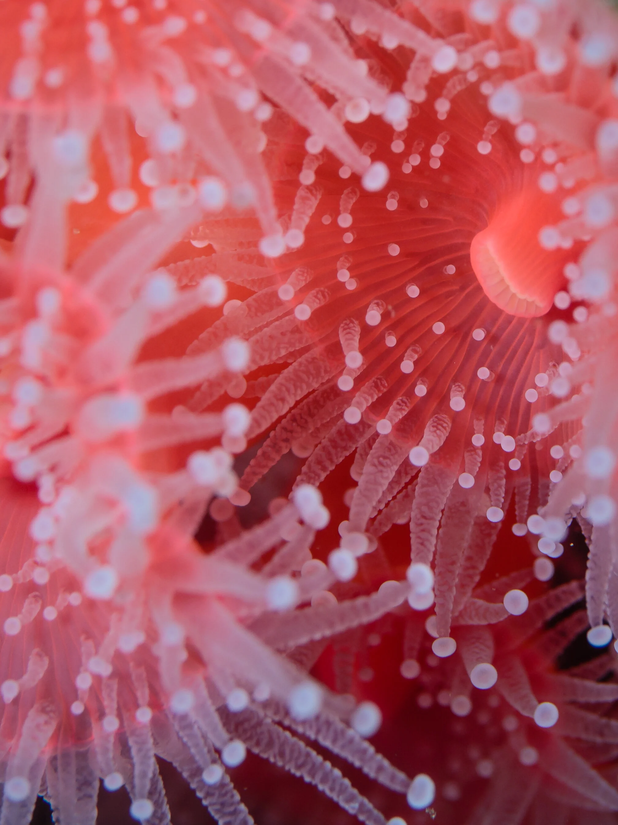 Strawberry Anemones