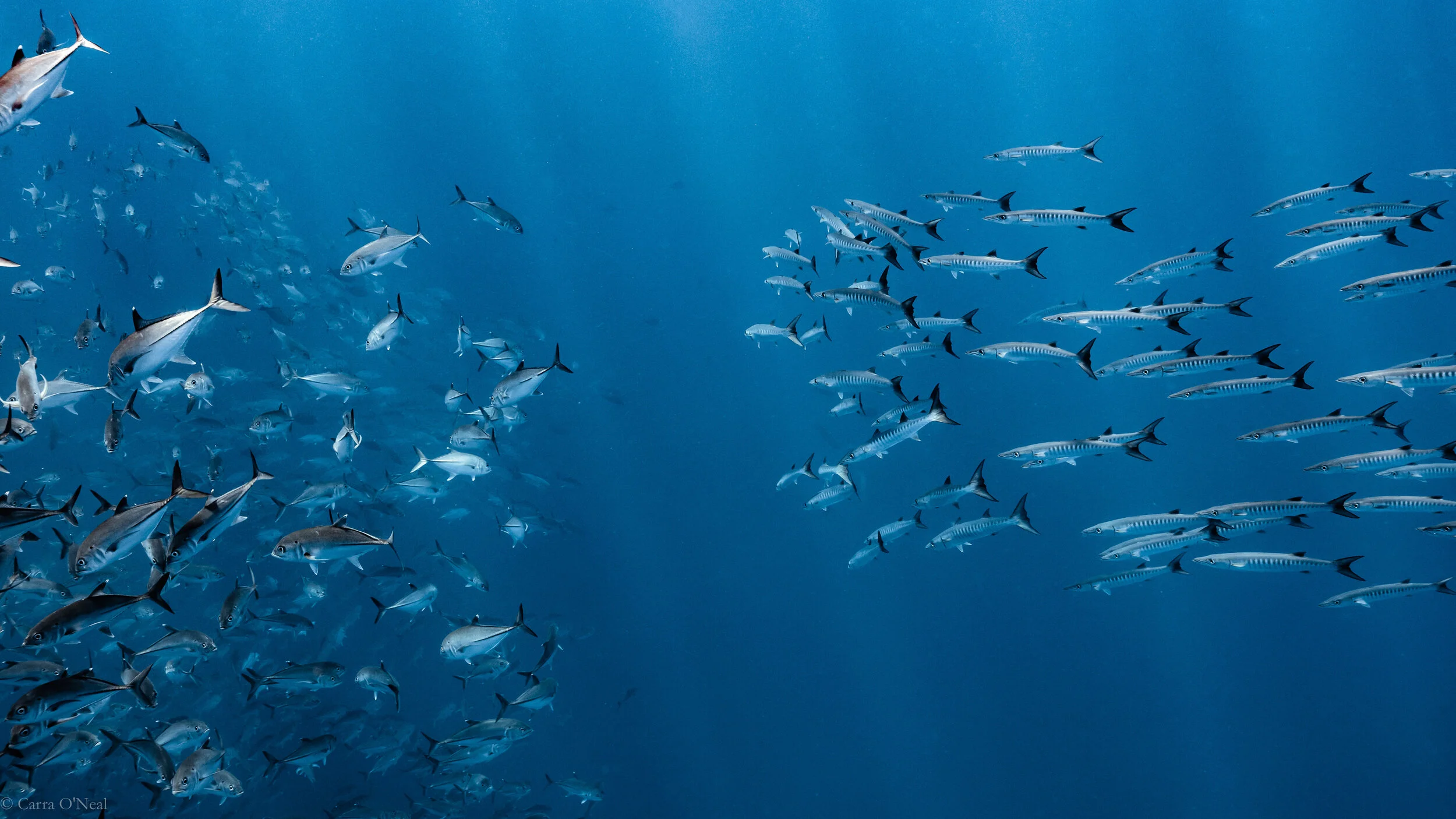 Schools of Fish
