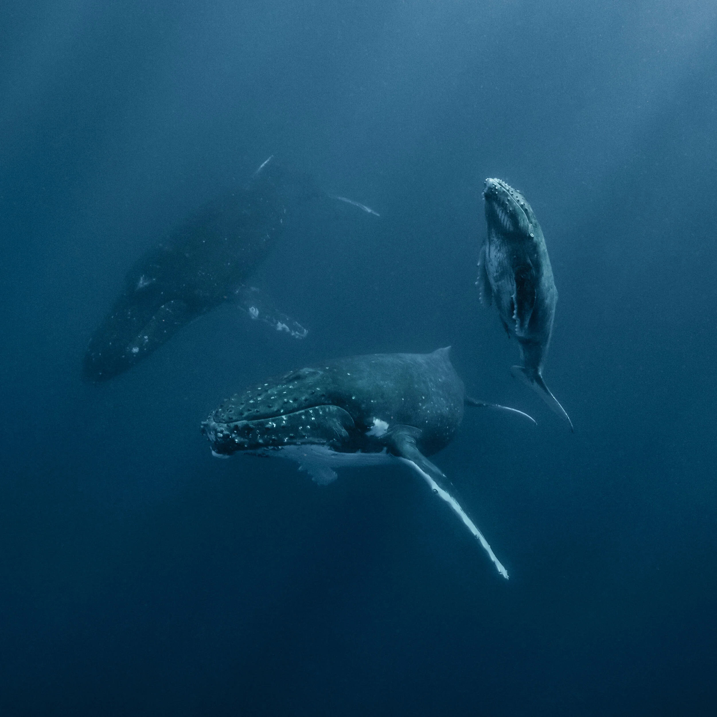 Mom, Calf &amp; Escort