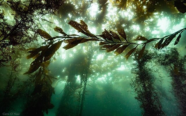 Day 9/10 of the Underwater Photography Challenge. Thanks @wetshutter @mackenzie.massey.31 and @hiimjoe88 for the nominations! (Did I mention you should follow these guys?!) Today&rsquo;s post is the wonderful kelp Forest canopy at #pointlobos . Missi