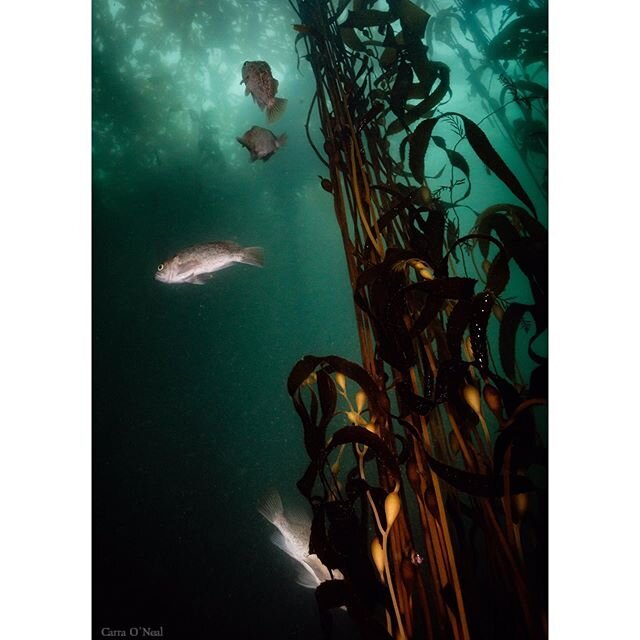 Day 10/10 of the Underwater Photography Challenge! Thanks for inspiring me to post some previously dismissed photos @wetshutter @mackenzie.massey.31 and @hiimjoe88 . Today I end on some kelp forest fish friends. Vis was practically 0 below 20 feet bu