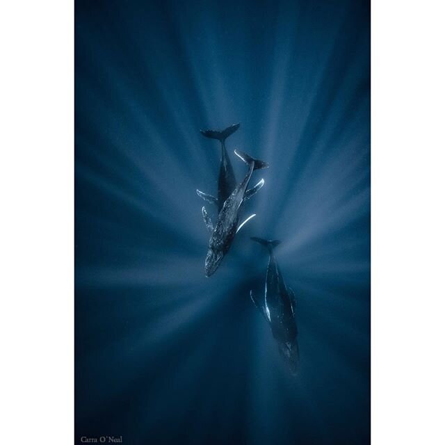 &ldquo;You could start now and spend another forty years learning about the sea without running out of new things to know.&rdquo; - Peter Benchley .
.

Jockeying for position during a heat run.
.
.
.
#whalesunderwater #whales #whale #humpbackwhale #h