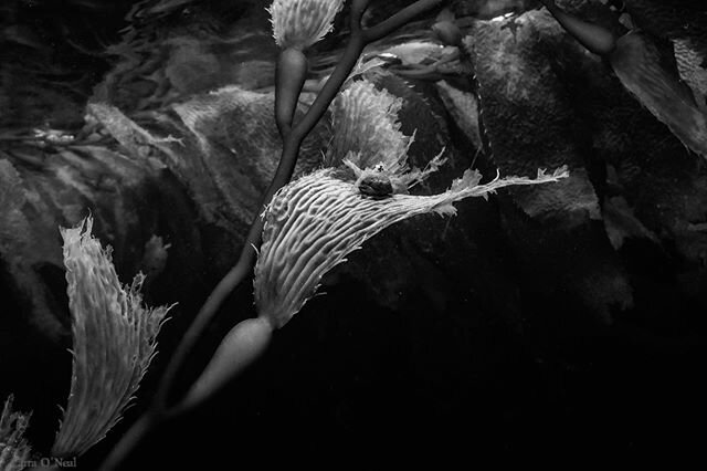 Snail on kelp. Missing these forests. 💚
.
.
.
.
#kelpforest #coldwaterdiving #vitaminsea #divecalifornia #pointlobos #monterey #blackandwhitephotography #underwaterphotography #underwater #underwaterworld #divingphotography #divelife #scubadiving #u