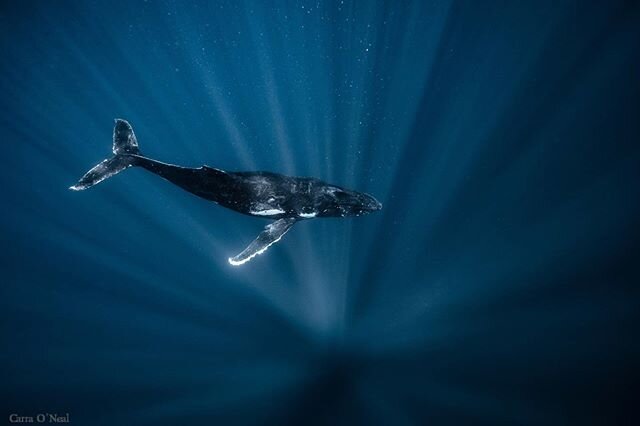 Sun rays for dayssss.
.
.
.
.
#whales #whalesofinstagram #humpbackwhale #humpbackwhales #humpback #whalesunderwater #whaleswimming #underwaterphotography #underwaterphotography #underwaterworld #instagood #wetpixel #naturephotography #wildlife #wildl