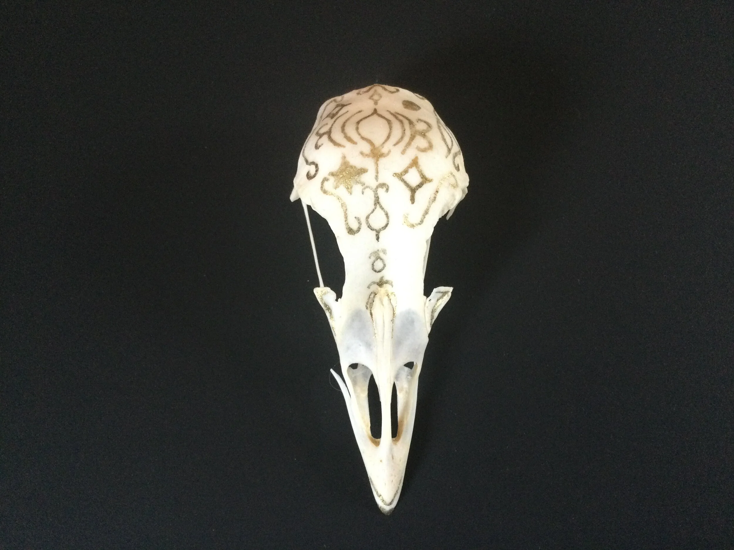 Bird skull with gold ink.