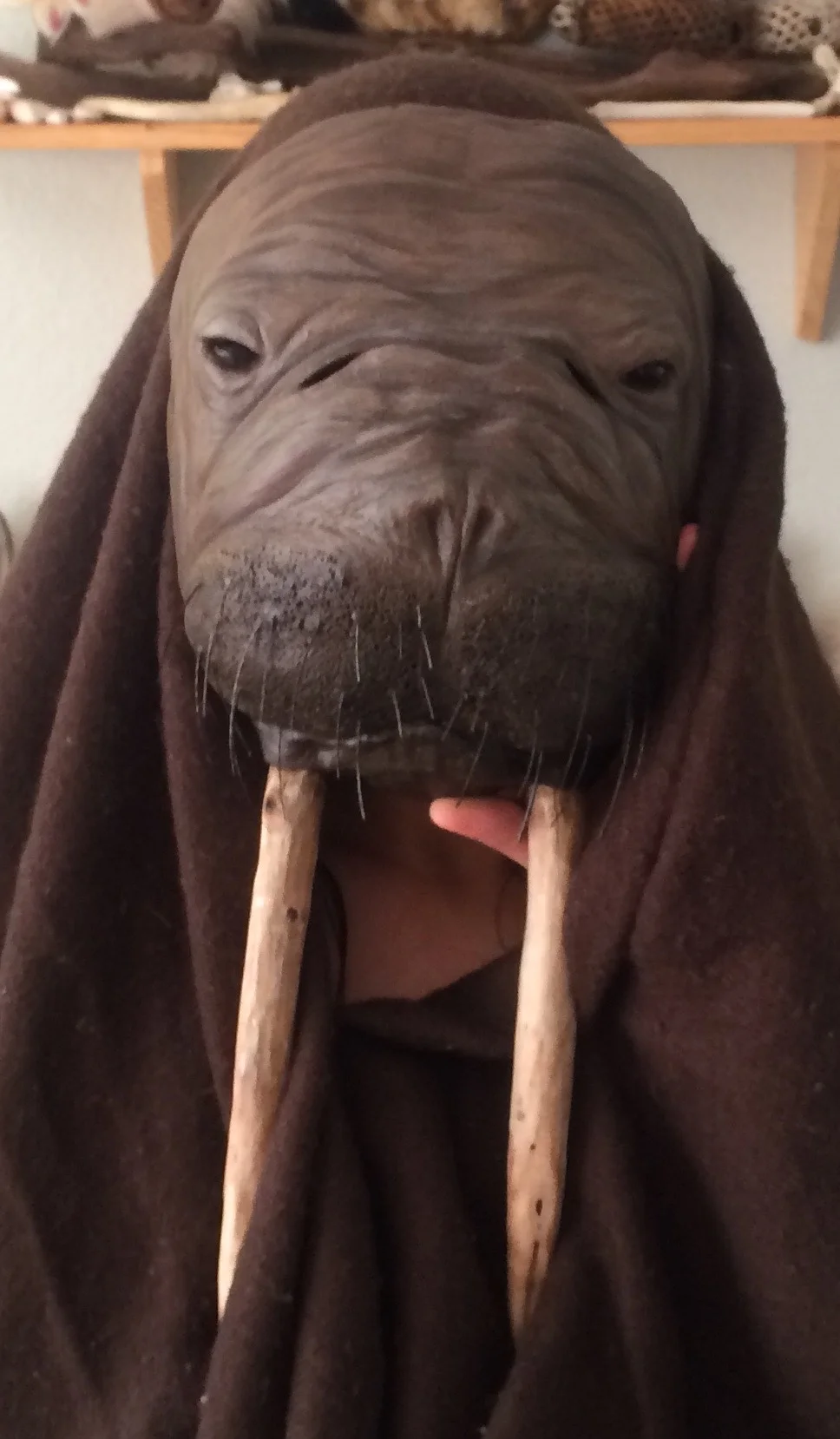 Walrus, 2016. Clay, seal whisker, Alaskan pebbles, driftwood, acrylic Sold