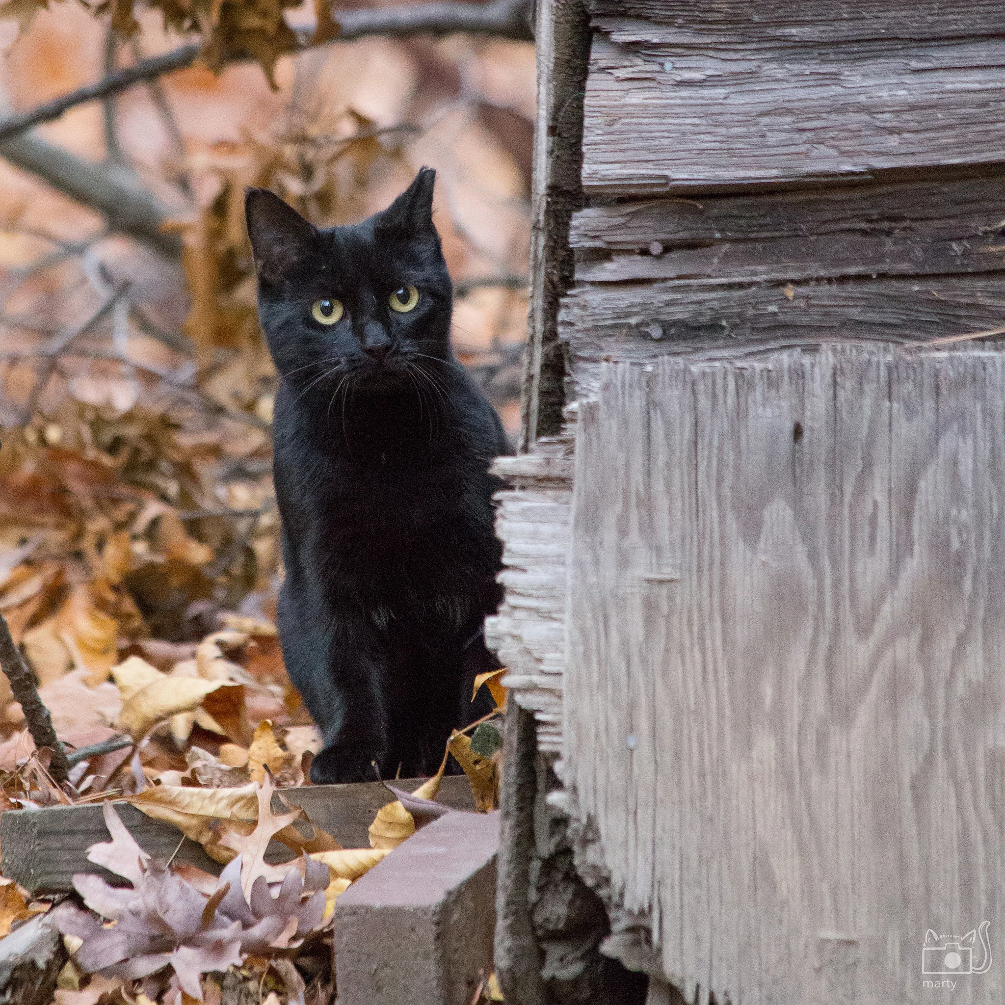 A community cat with a tipped left ear
