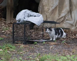 Spay/Neuter Clinic for Community Cats