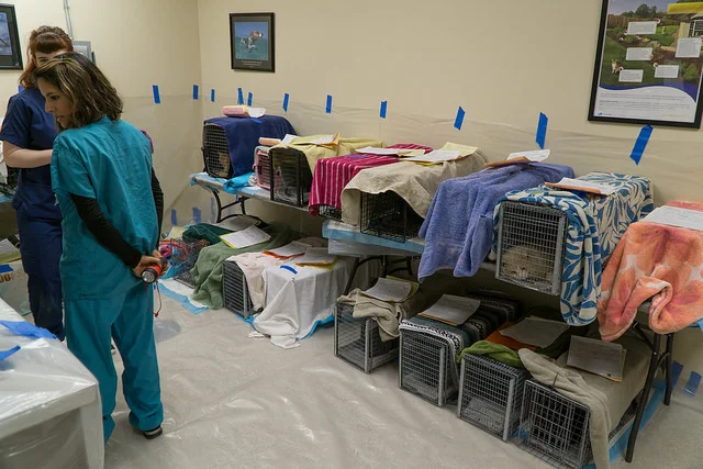 LC3 Spay Day at Towne Animal Clinic