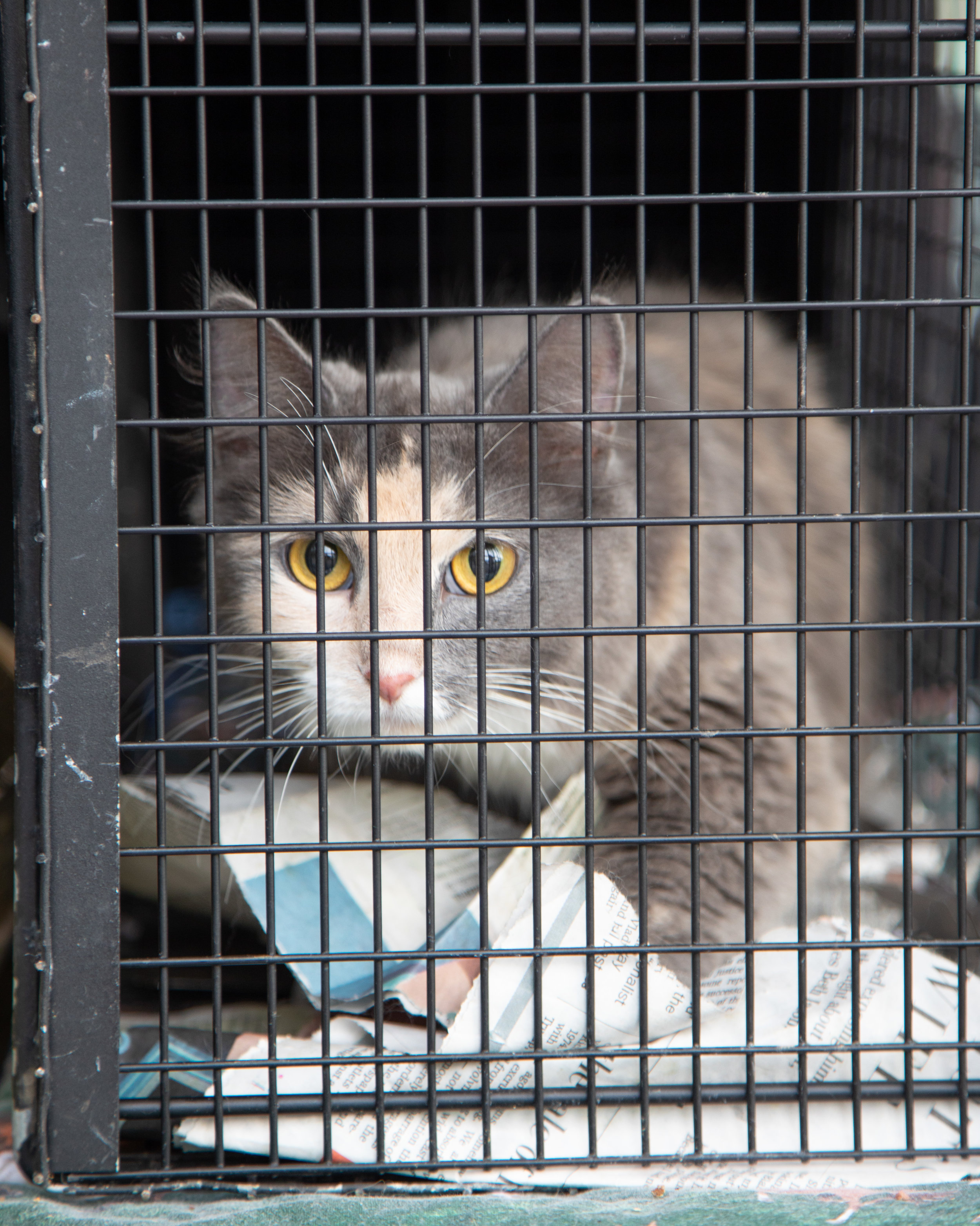 Spay Neuter Clinic May 5th 