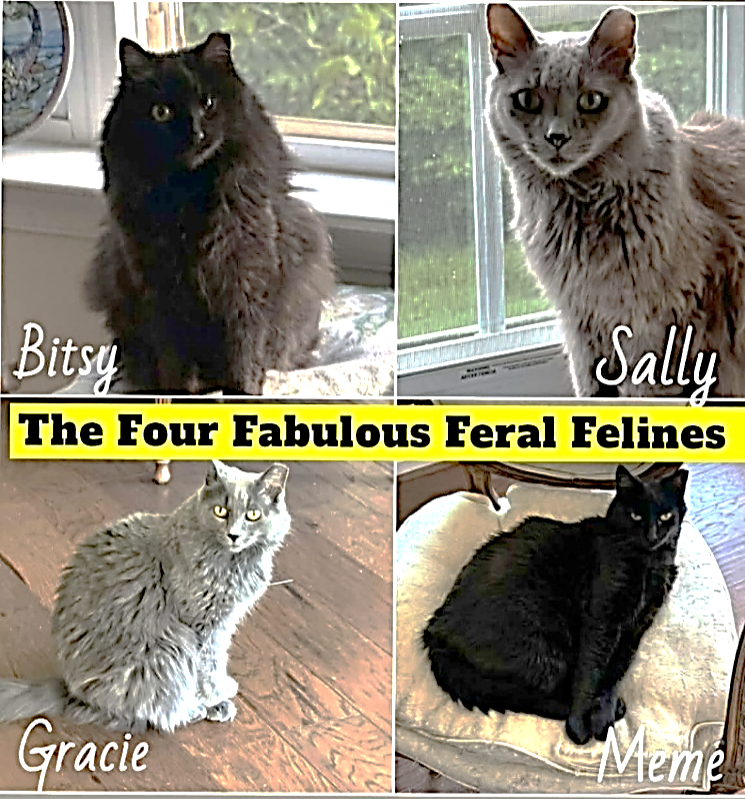 Four Fab Feral Felines.png