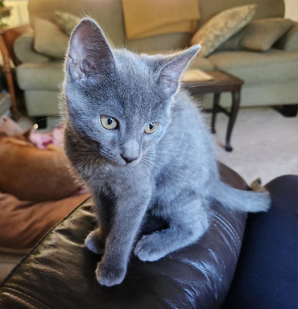 I got Figaro! You are sweet, lovable, and curious. You tend to