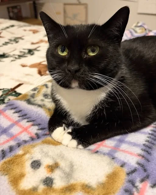 Adoptable Kitty of the Month