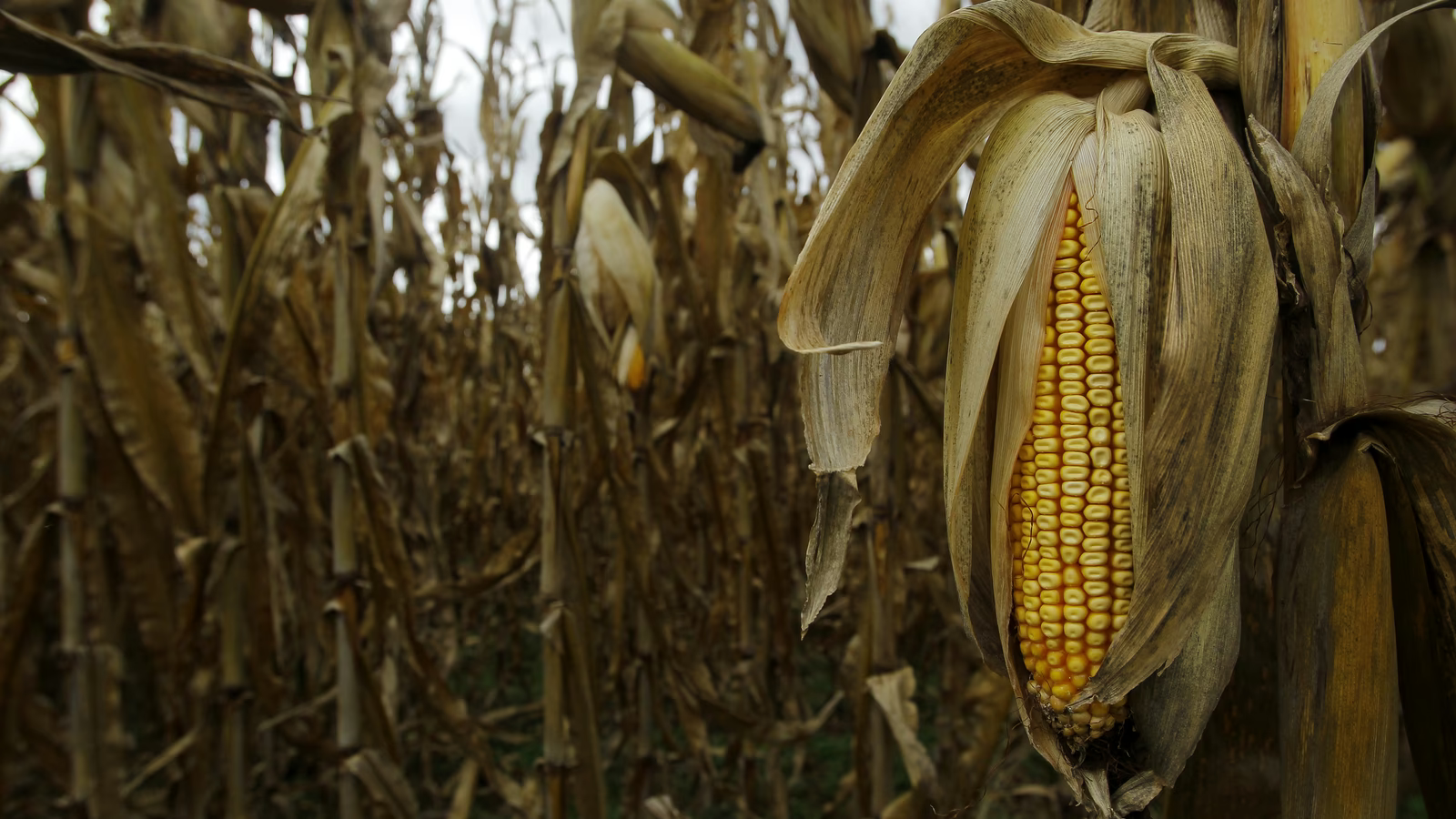 Maize Exhibition