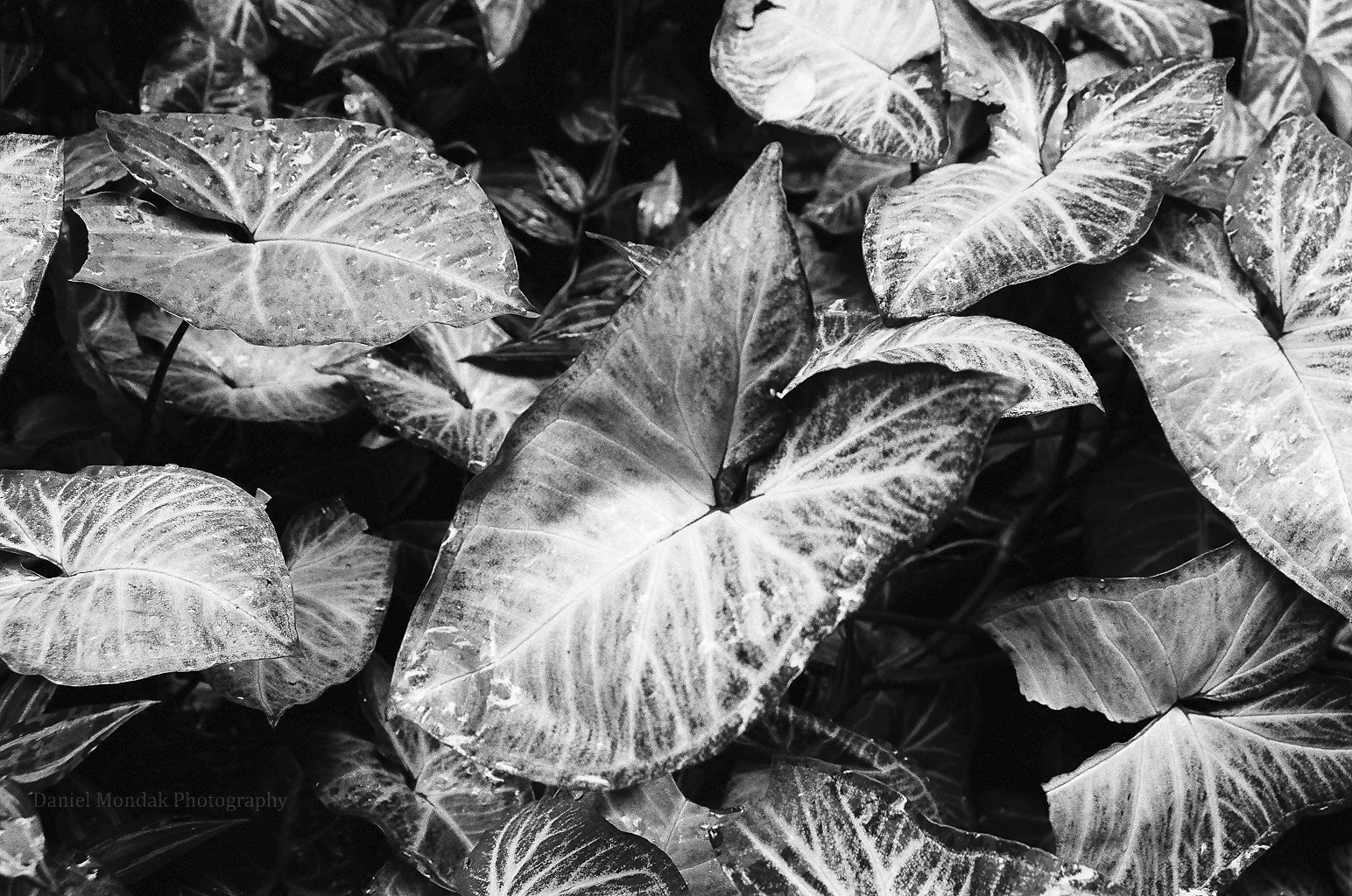 Leafed