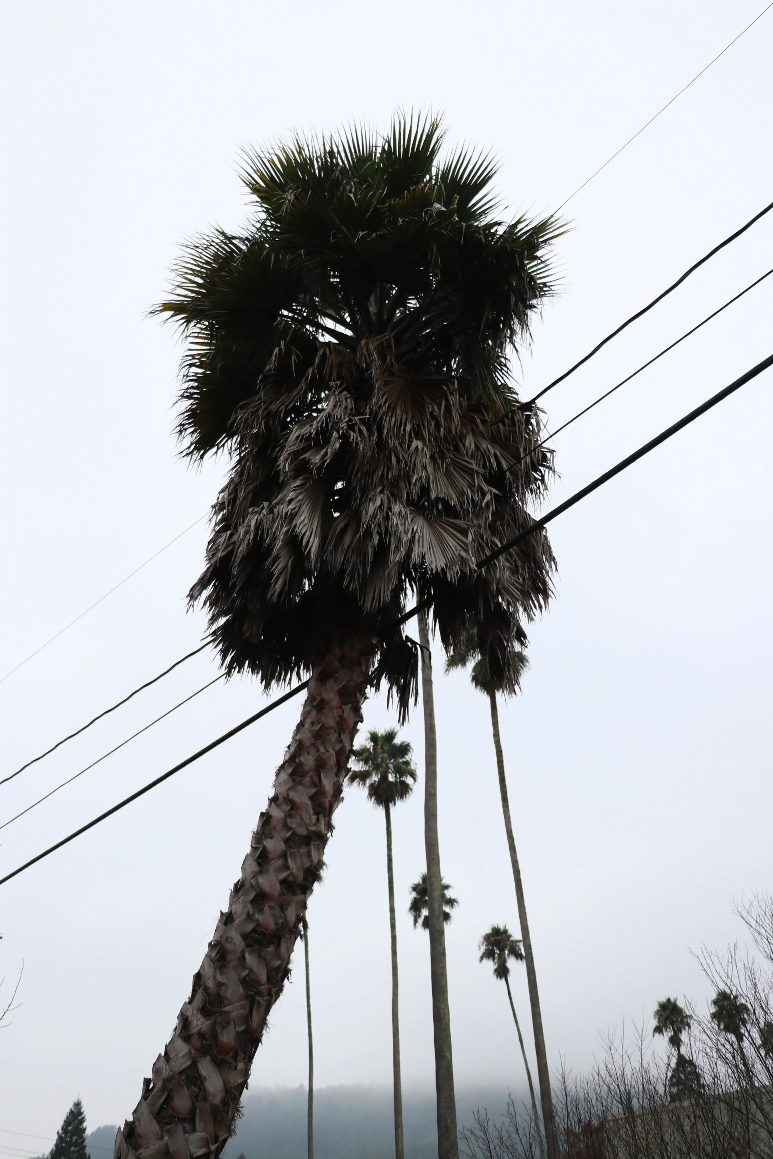 © 2018 Oscar Martin