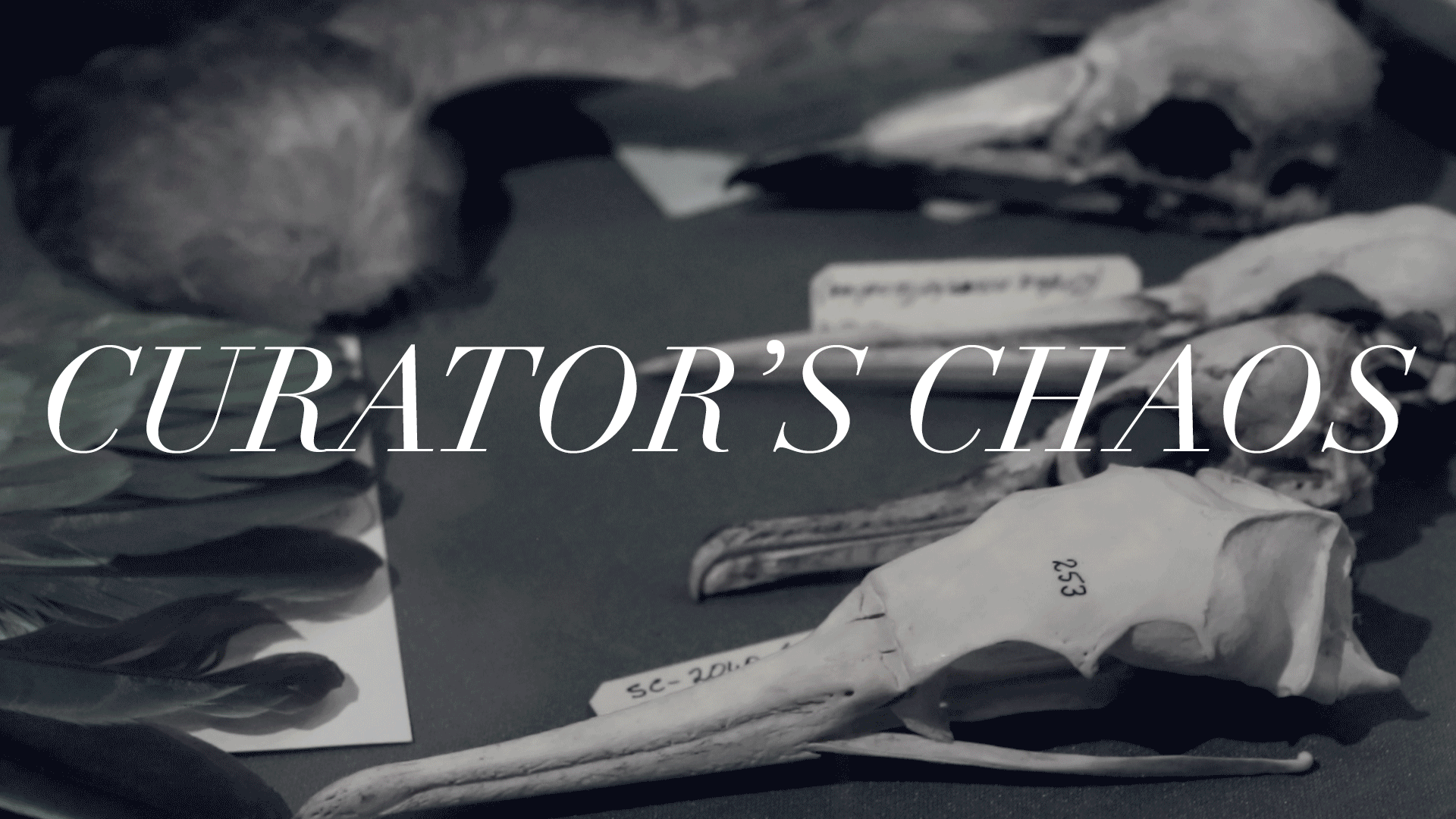 curator's-chaos-website.gif