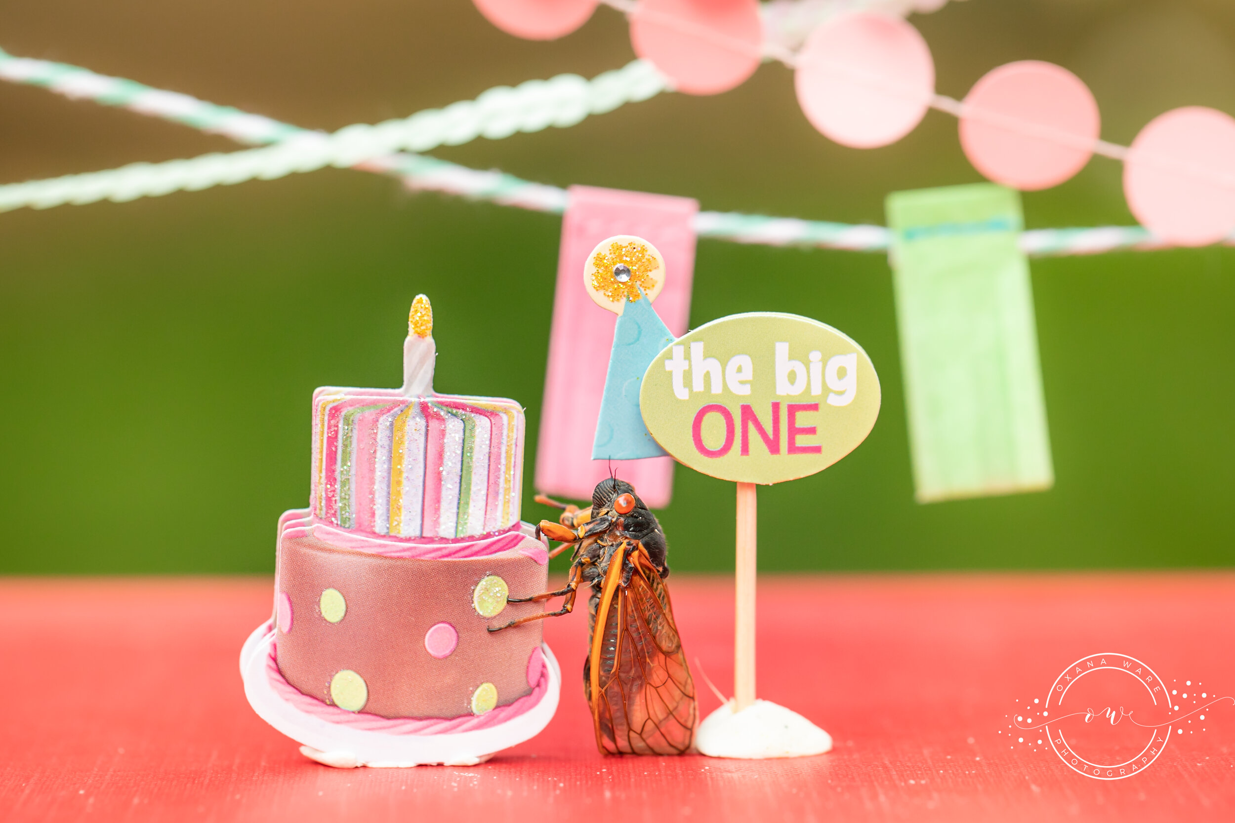 IT'S A BIRTHDAY PARTY! — Oxana Ware Photography