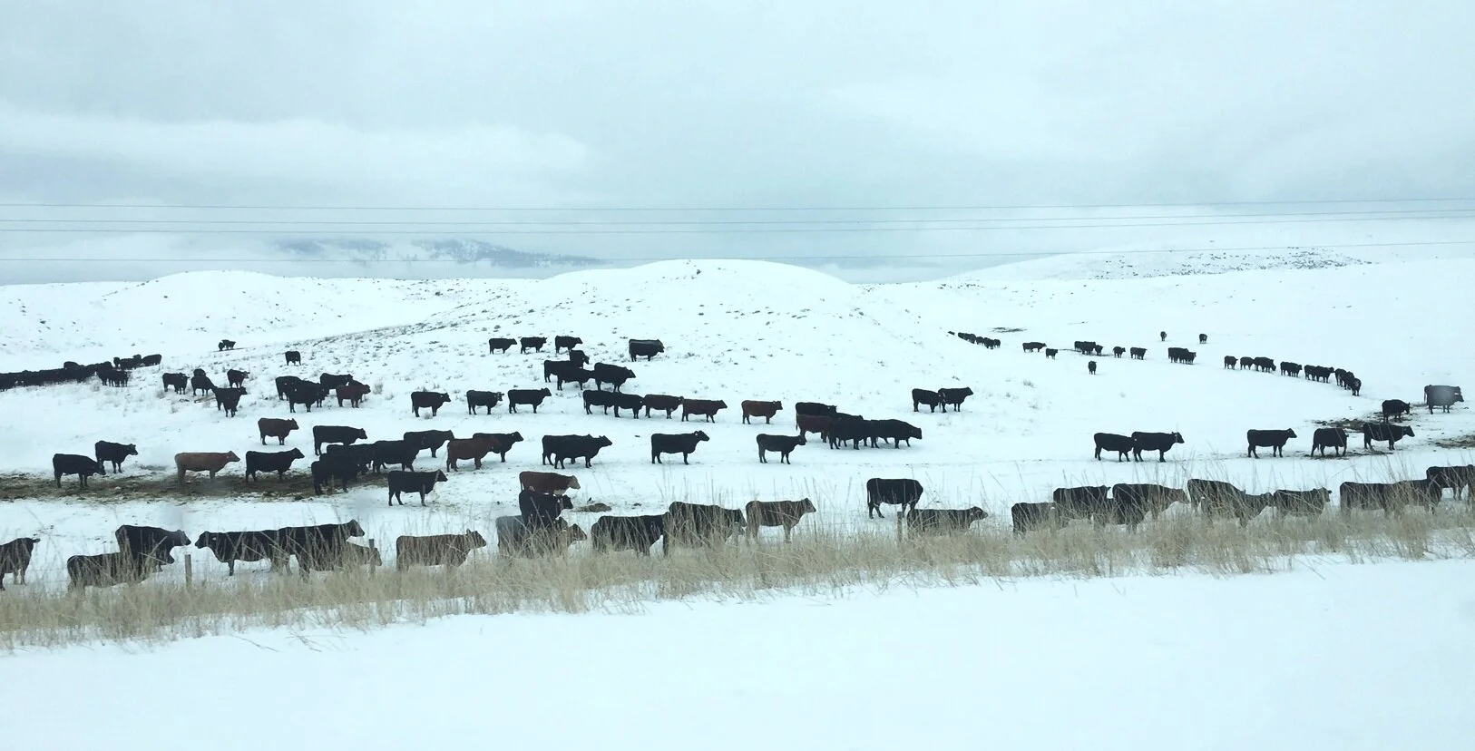 Cows+in+Montana.jpg