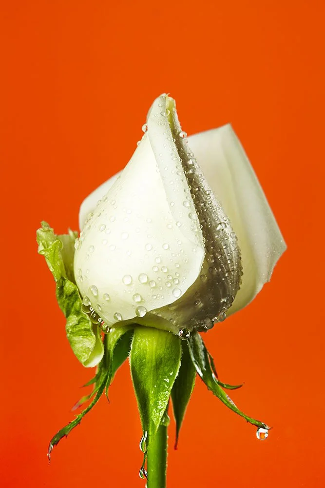 150207-cut02-0060 のコピー.jpg