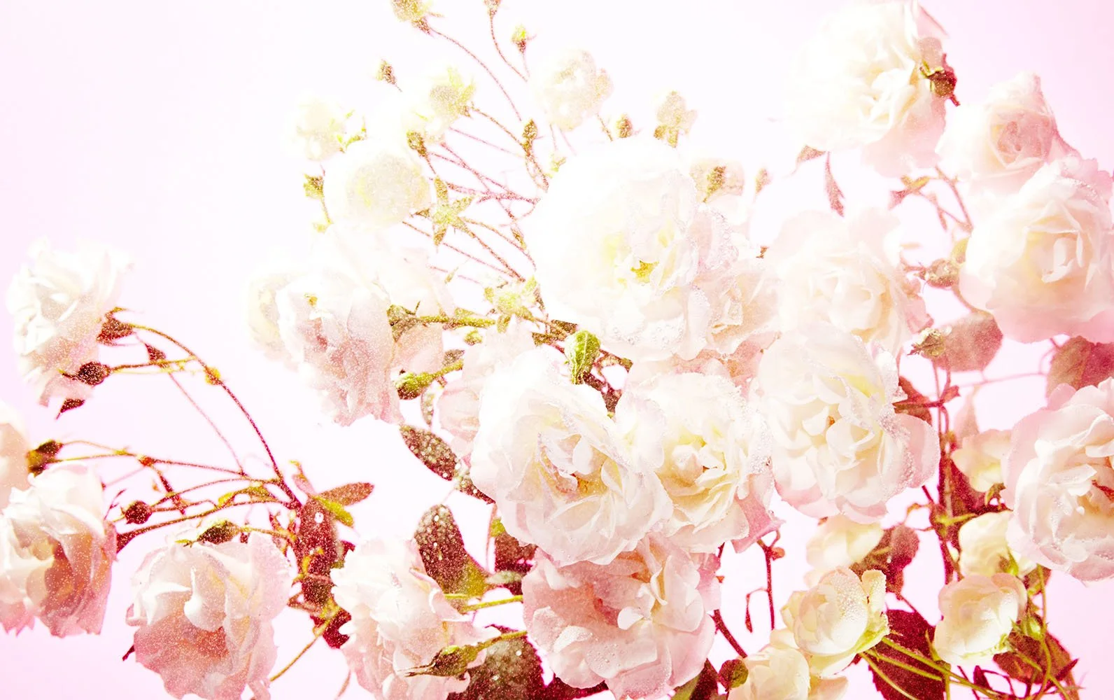 150207-cut03-0146 のコピー.jpg