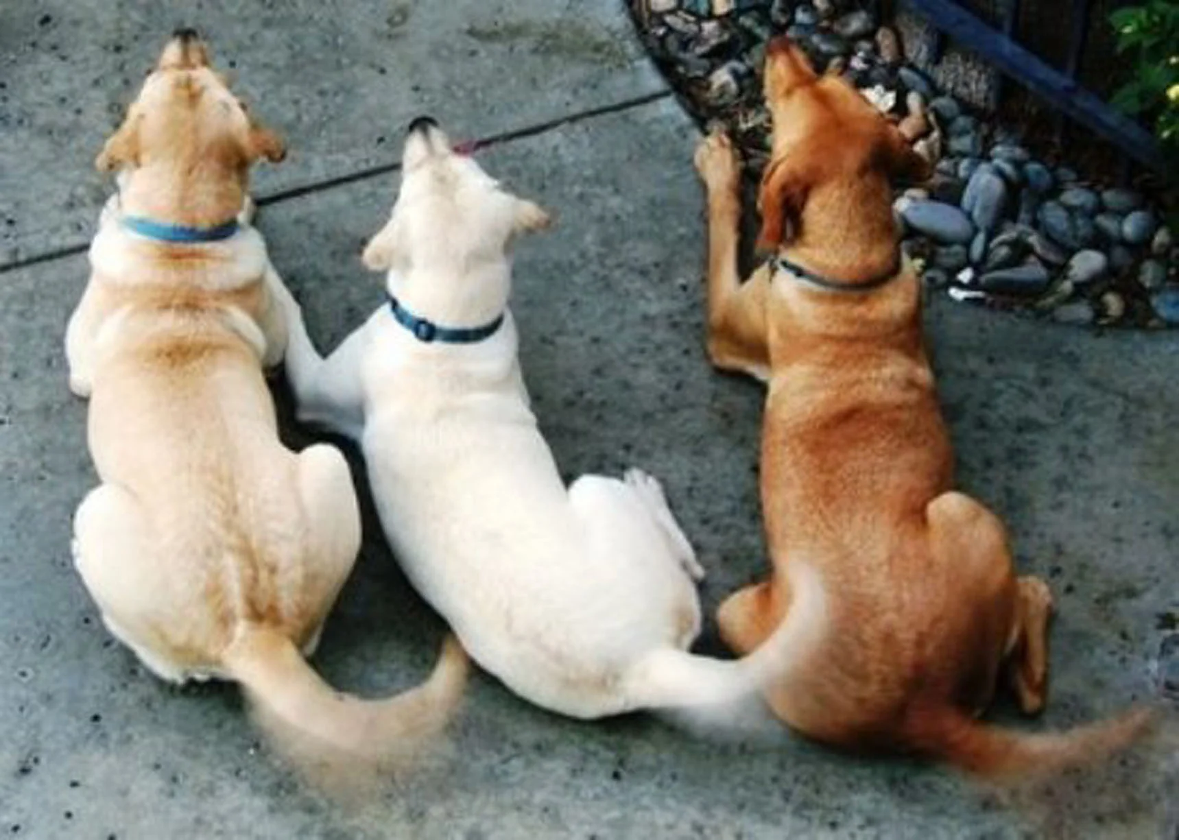 Tail Waggin' Wednesdays