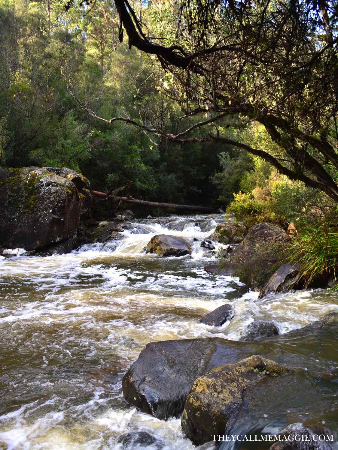 holybank-forest-stream.jpg