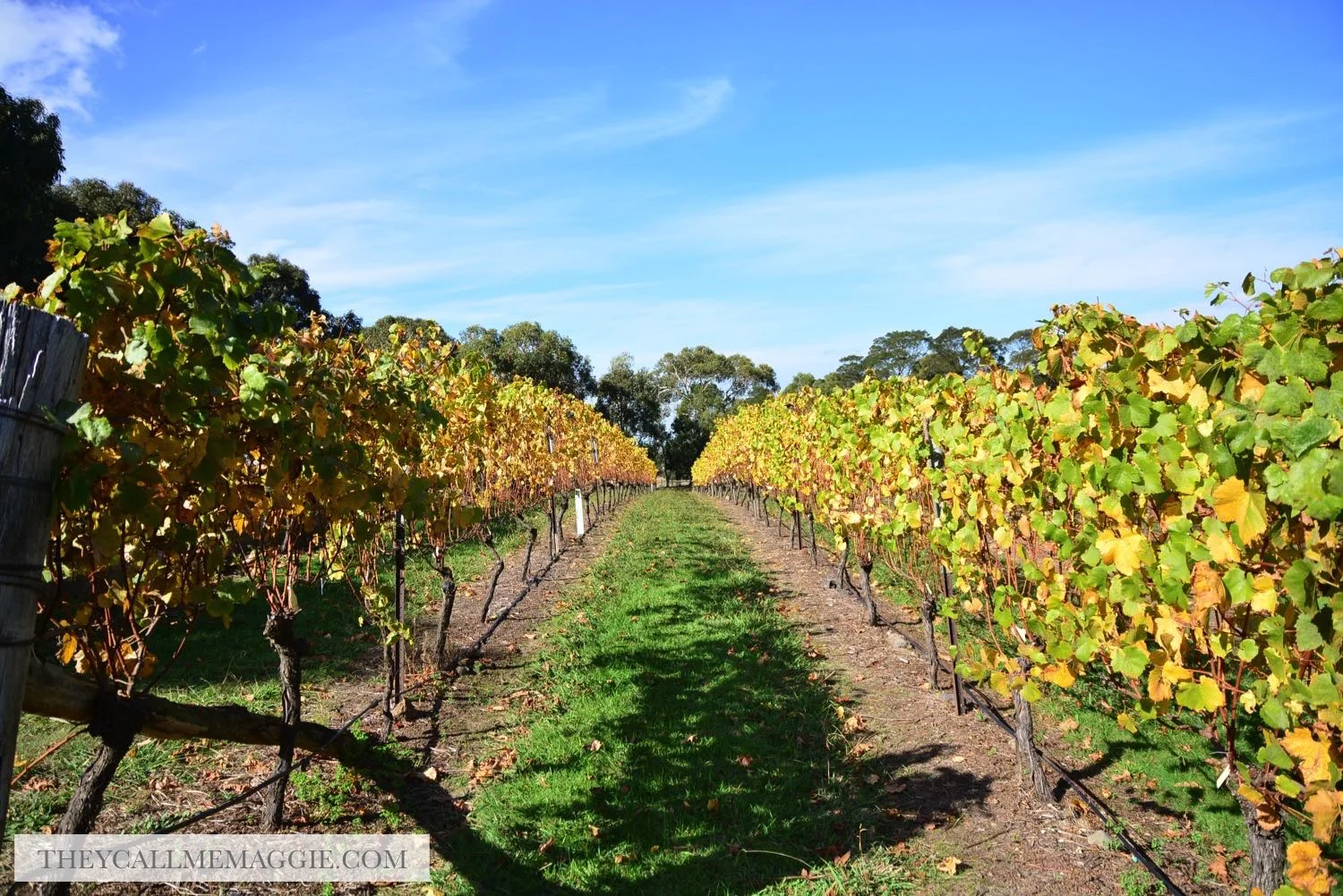 winery-vineyard.jpg